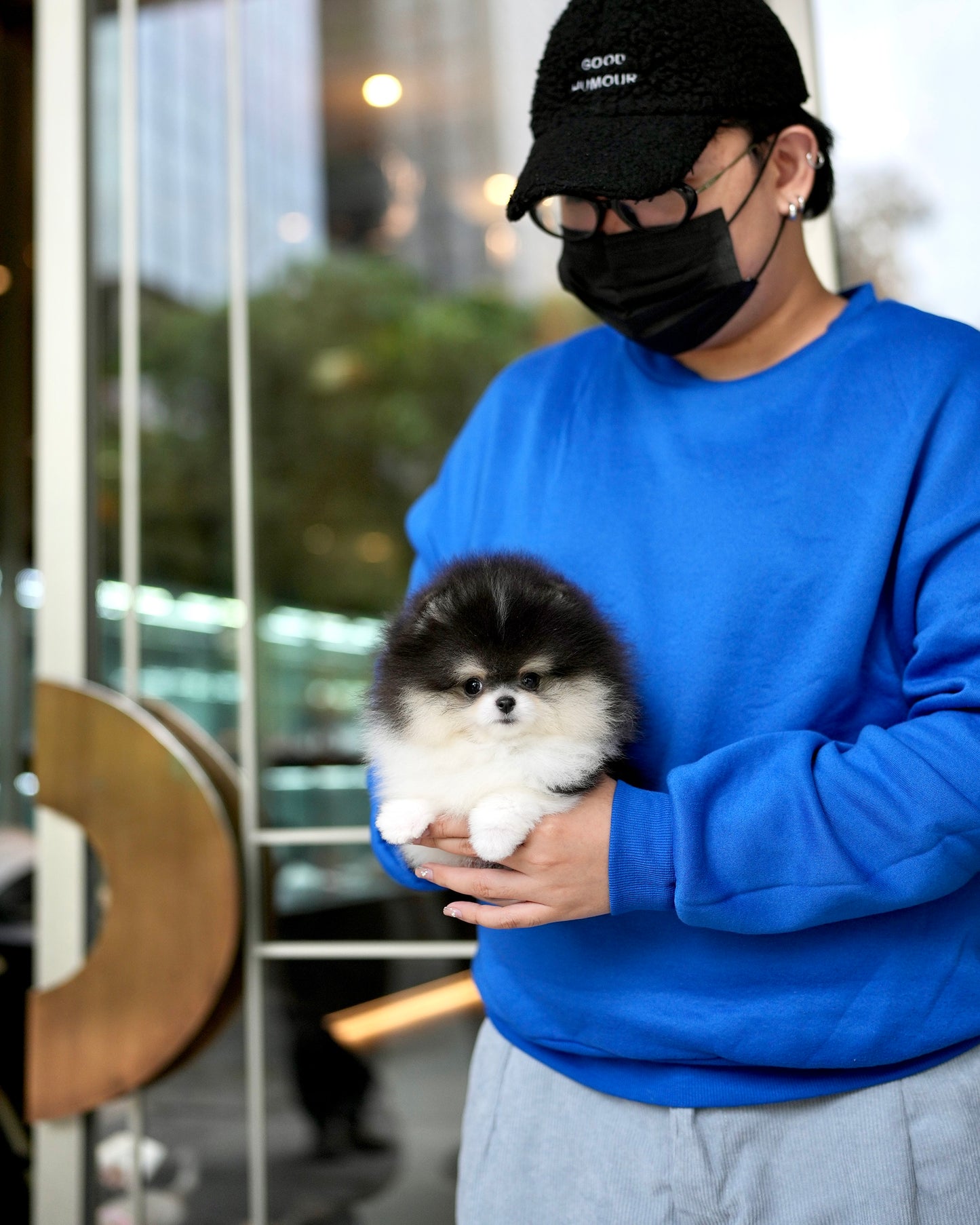 Rocky - Pomeranian (Black & White)