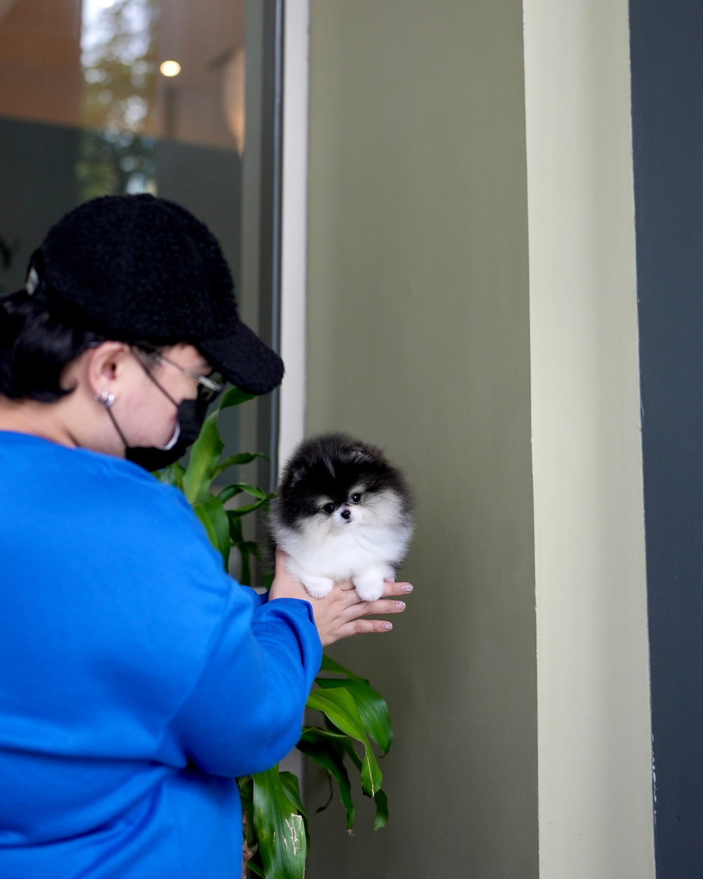 Rocky - Pomeranian (Black & White)