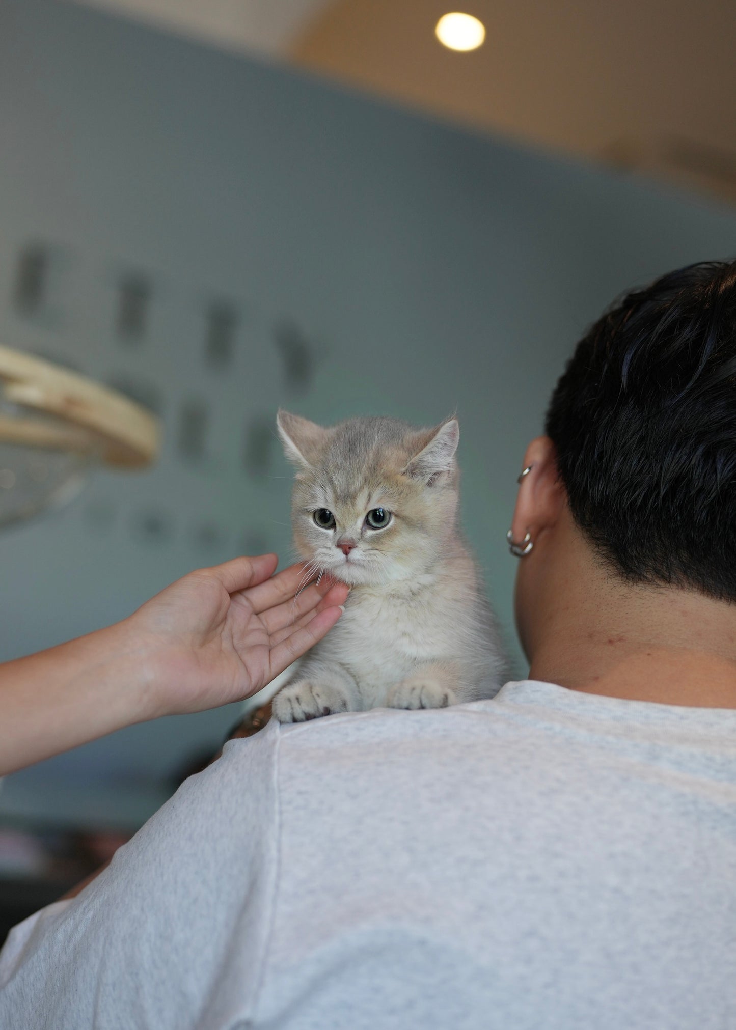 Paolo - British Shorthair (Blue Gold)
