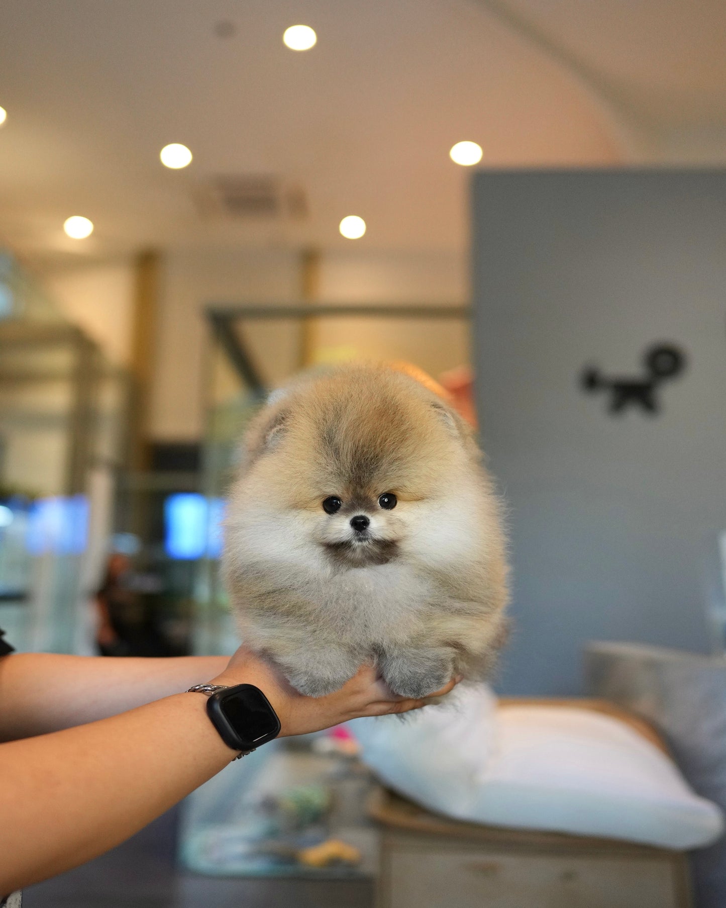 Pepo - Pomeranian (Sable)