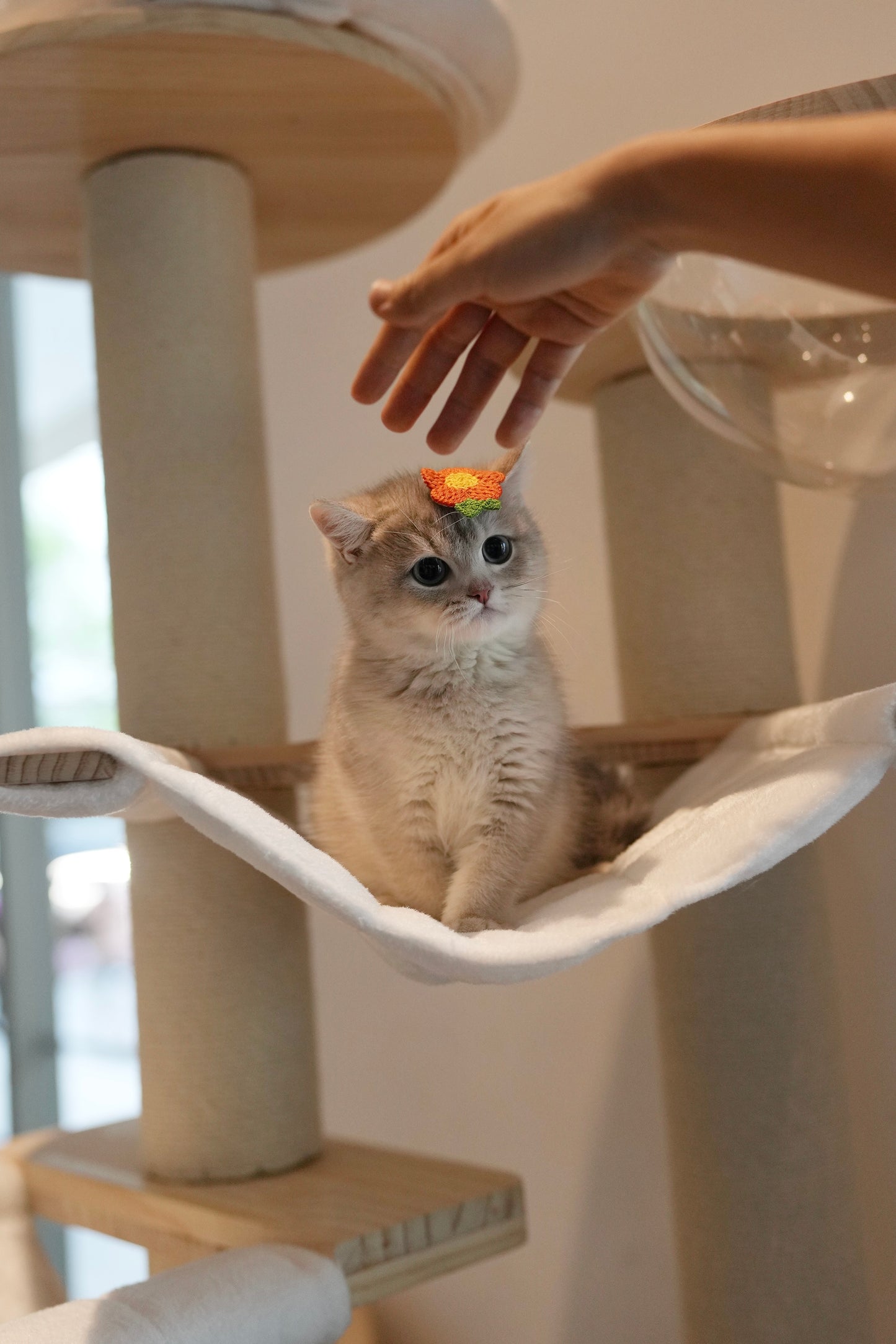 Paolo - British Shorthair (Blue Gold)