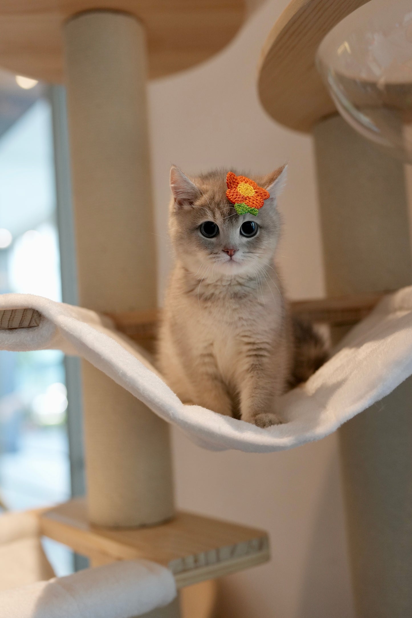 Paolo - British Shorthair (Blue Gold)