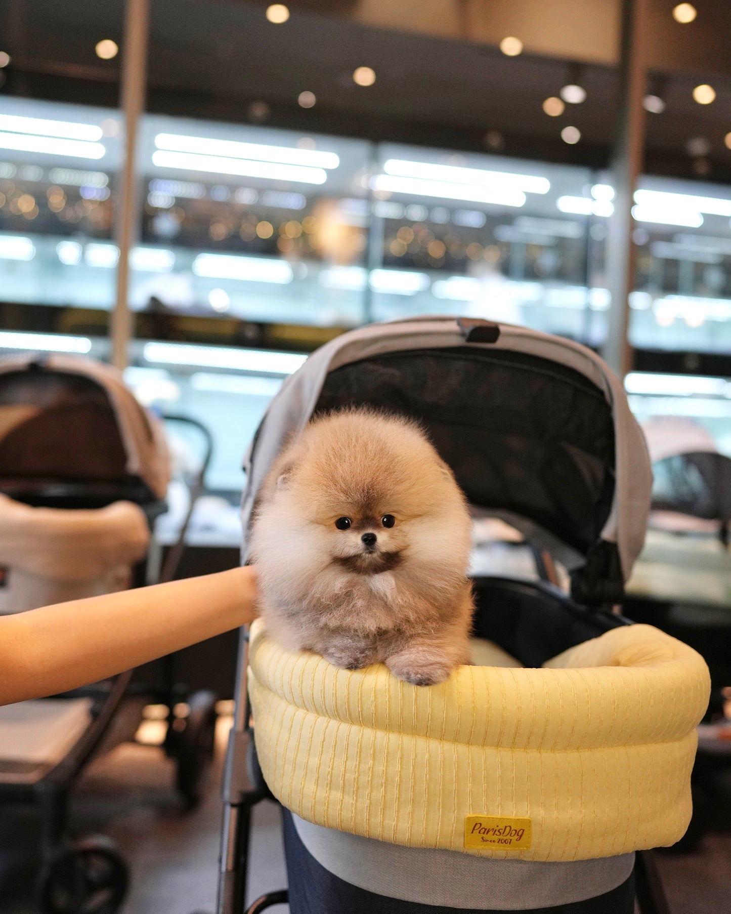 Pepo - Pomeranian (Sable)