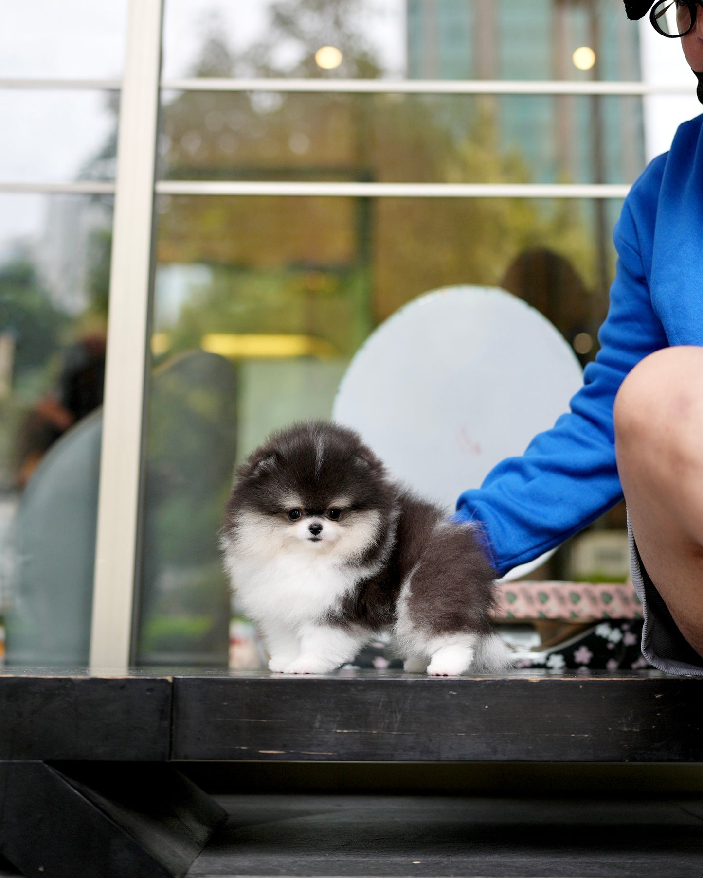 Rocky - Pomeranian (Black & White)