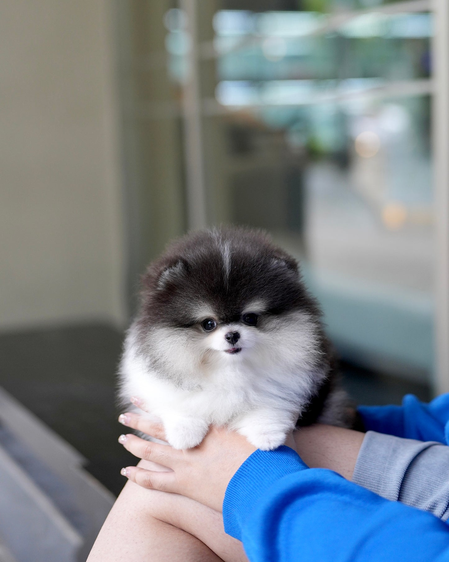 Rocky - Pomeranian (Black & White)