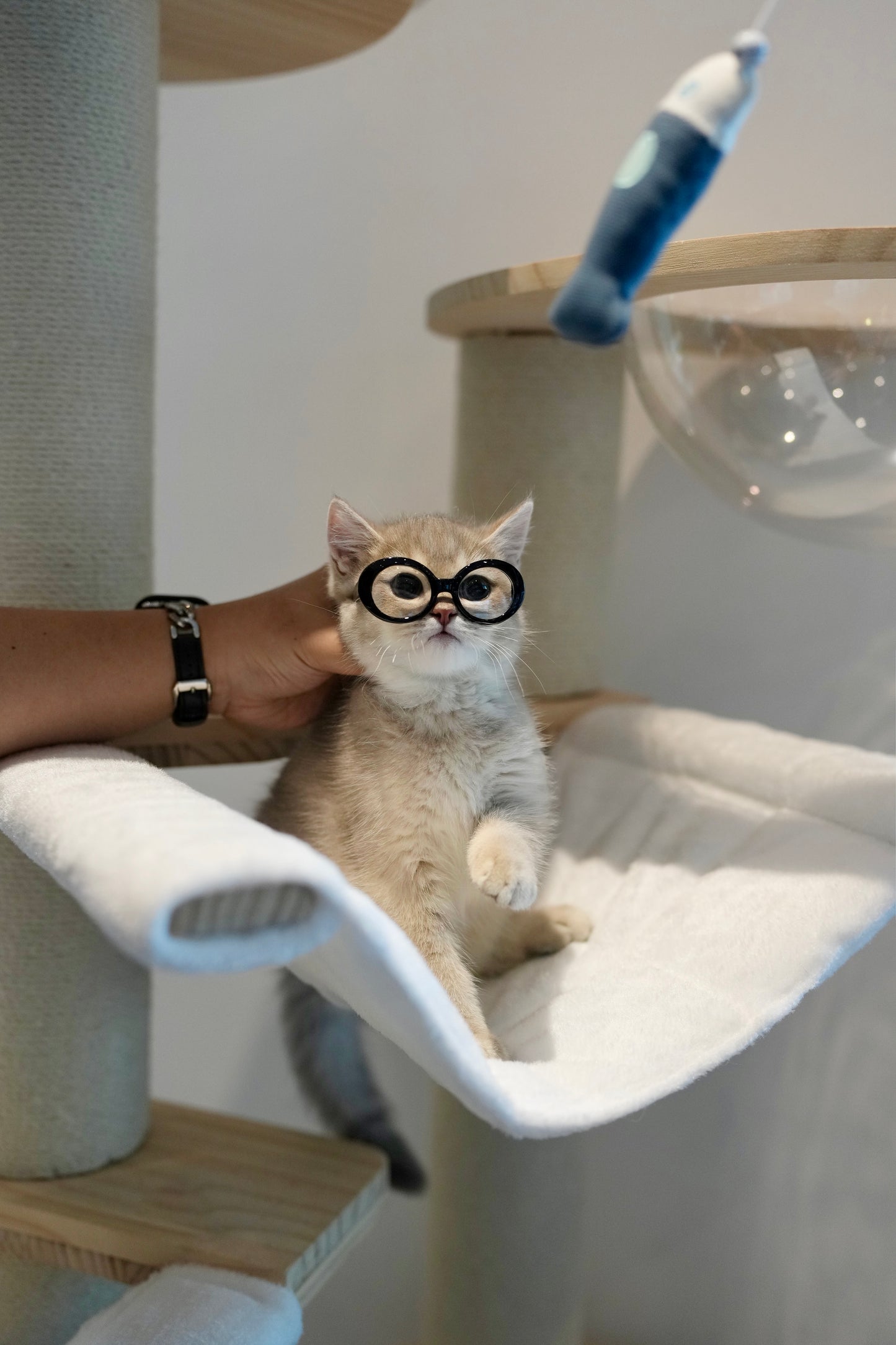 Paolo - British Shorthair (Blue Gold)