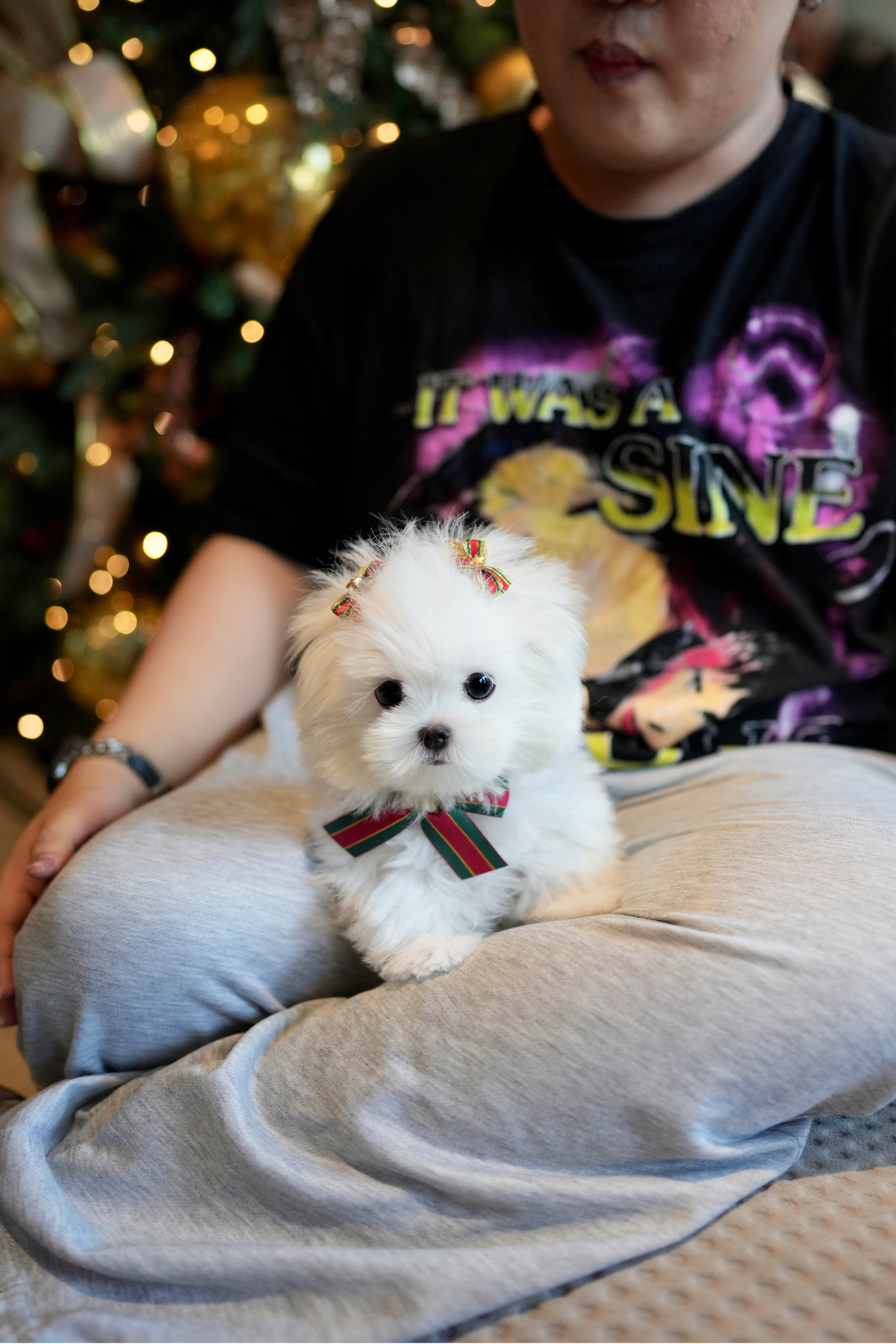 Madeline - Maltese (White)