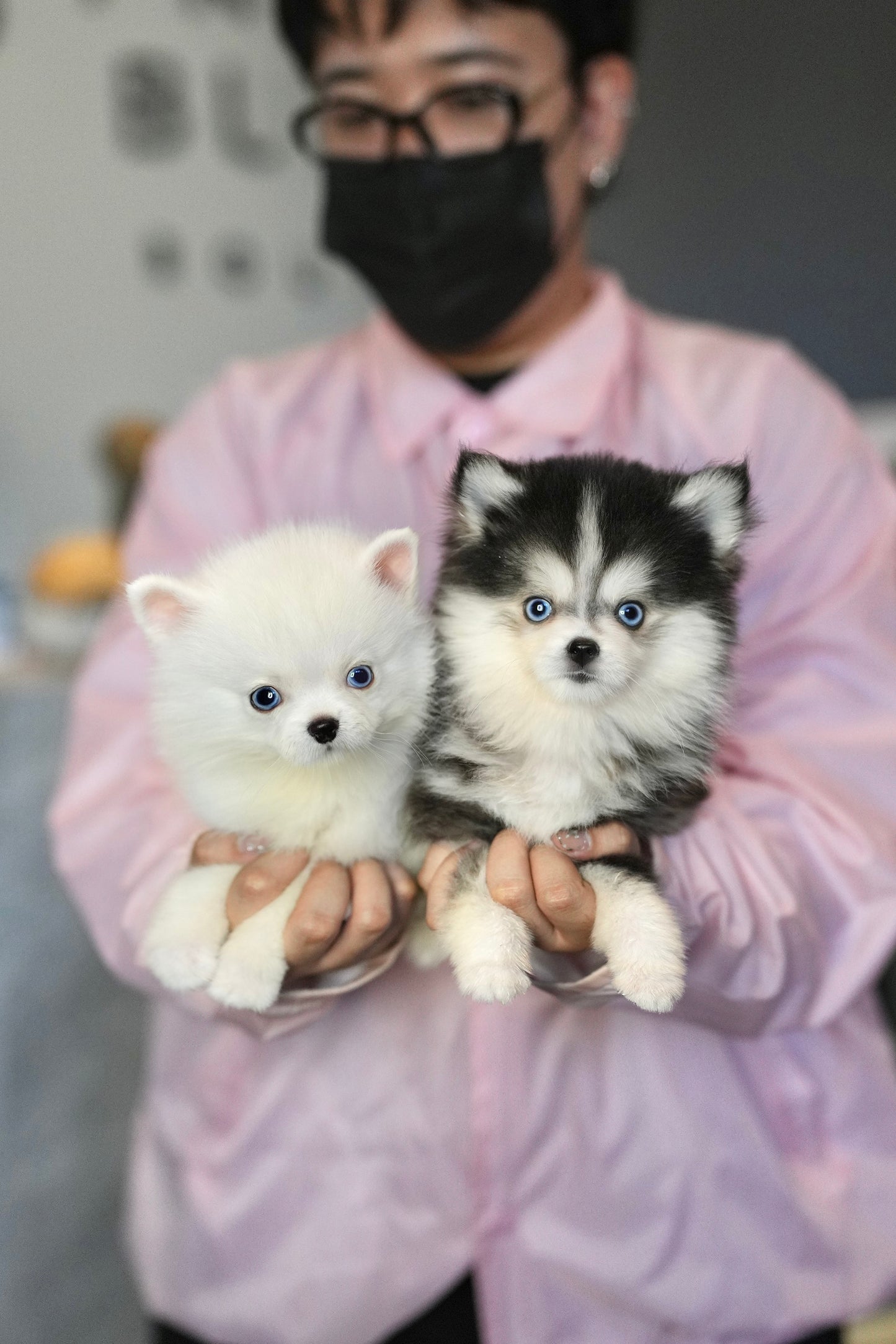 Elvis - Mini Pomsky (White)