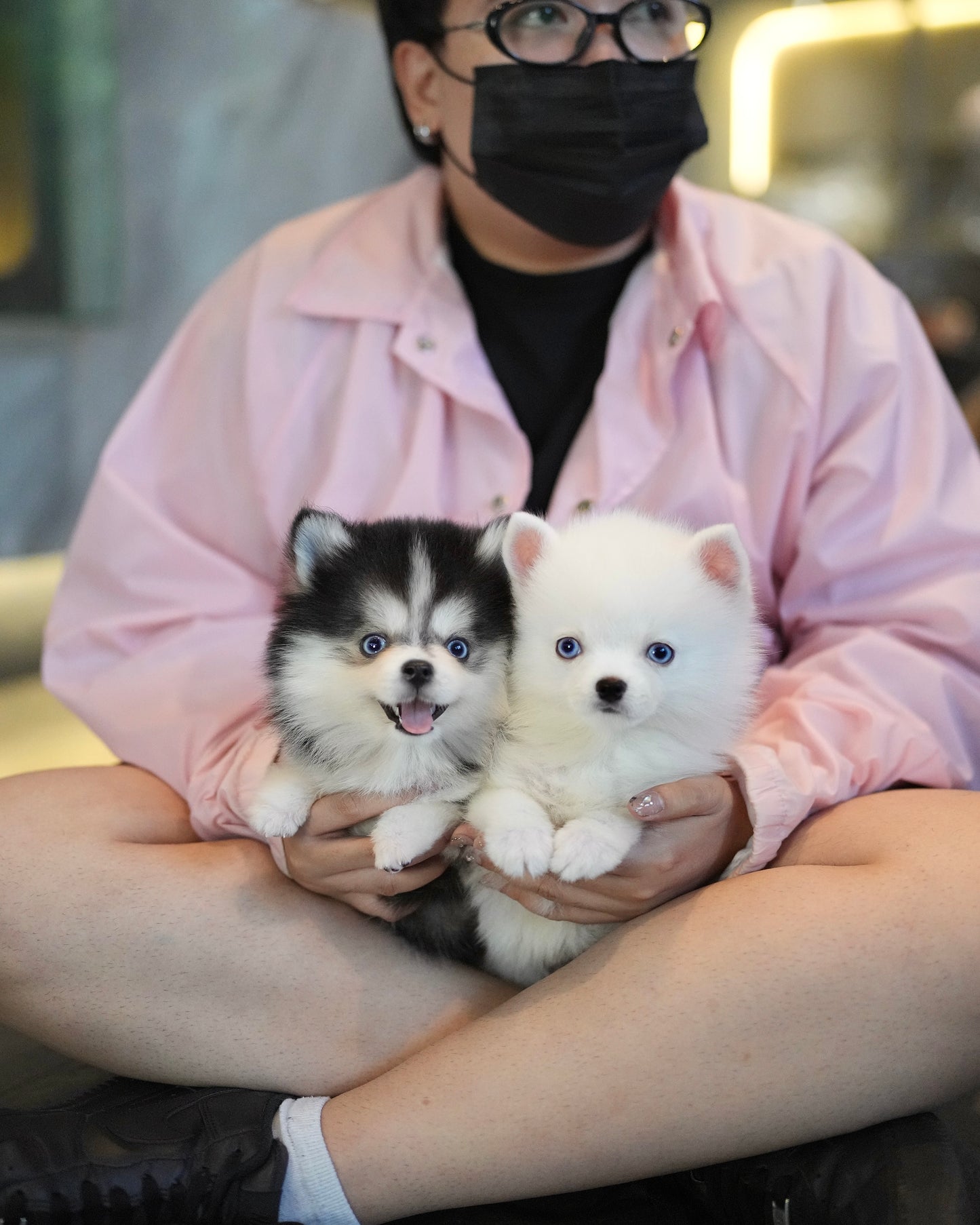 Elvis - Mini Pomsky (White)