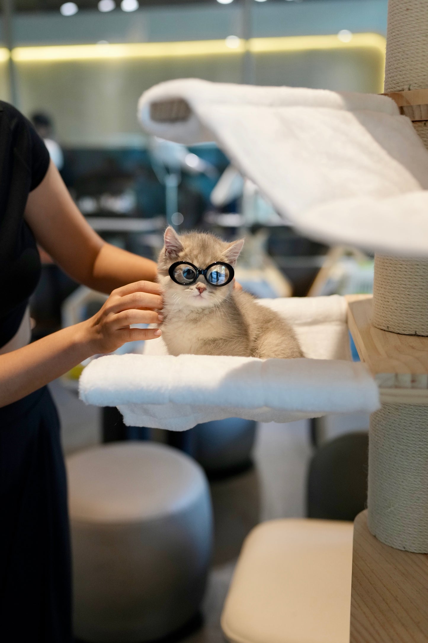 Paolo - British Shorthair (Blue Gold)