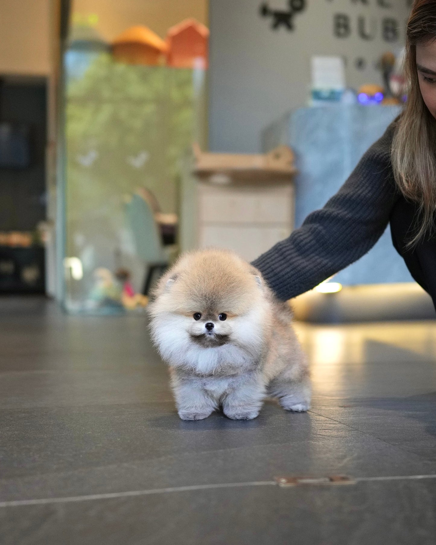 Pepo - Pomeranian (Sable)