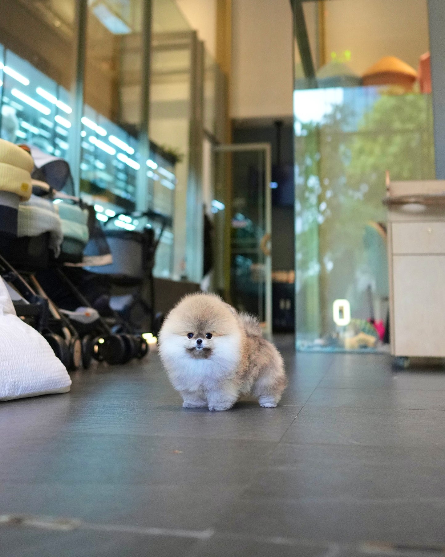 Pepo - Pomeranian (Sable)