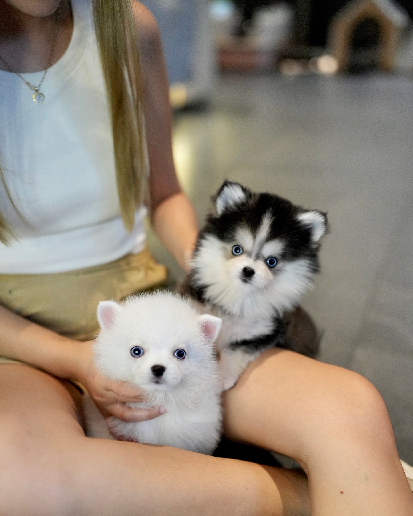 Elvis - Mini Pomsky (White)