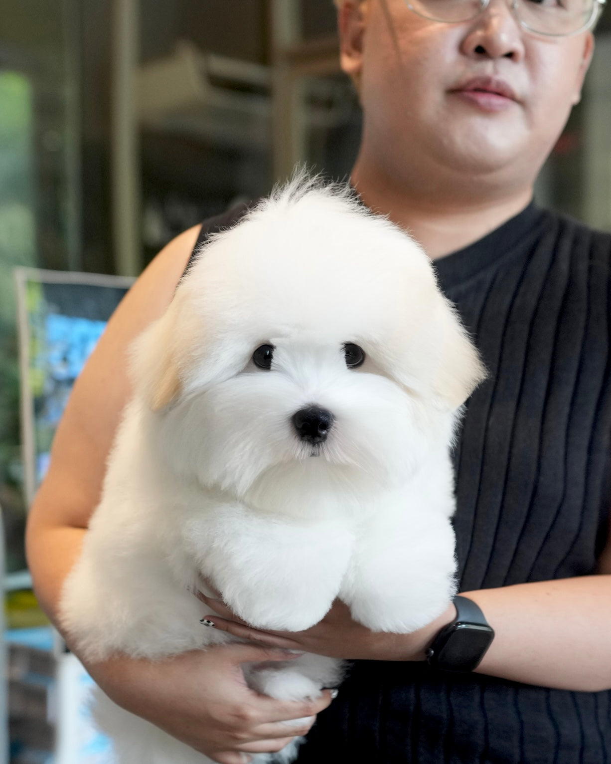 Simon - Coton de Tulear (White)