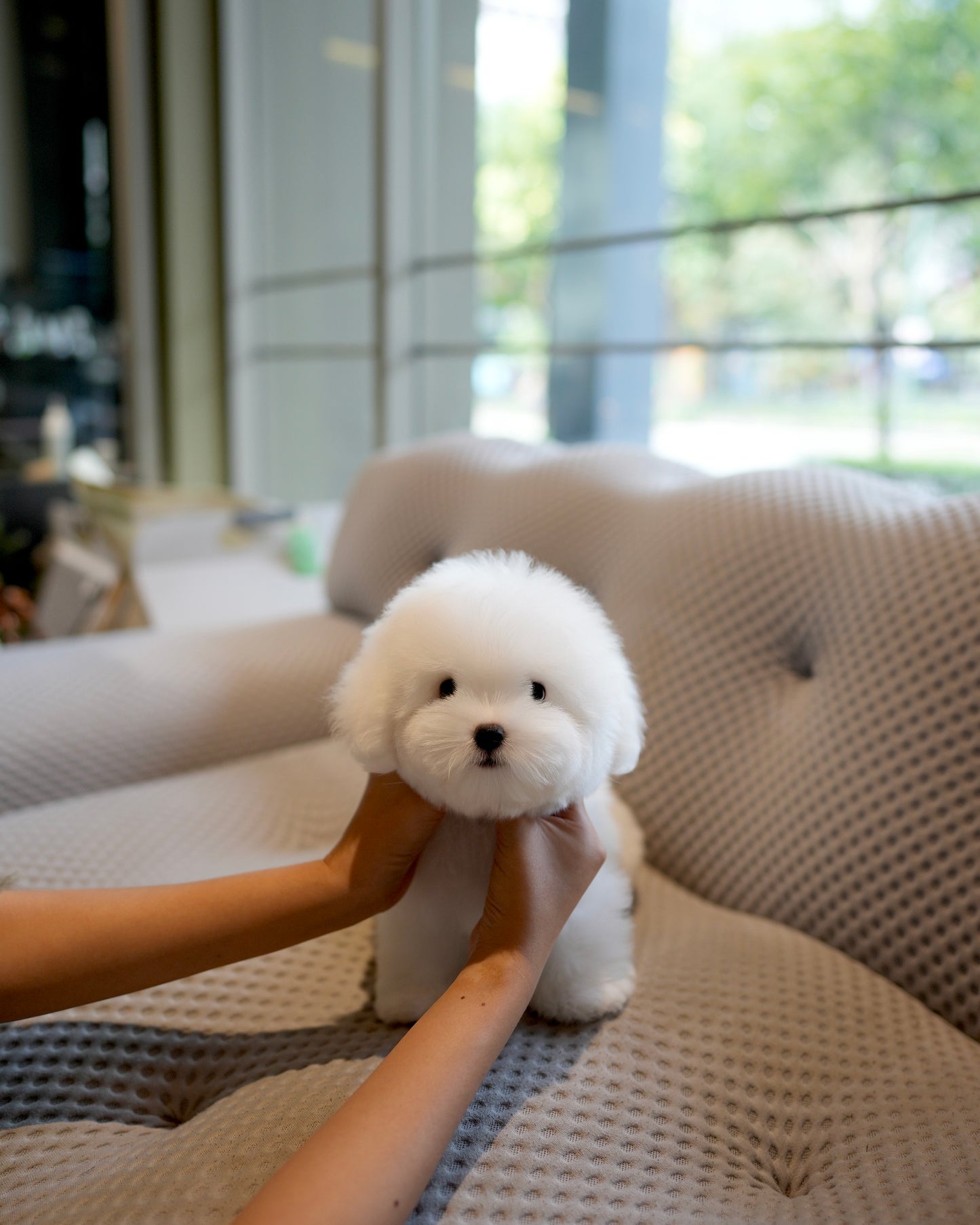 Ken - Coton de Tulear (White)