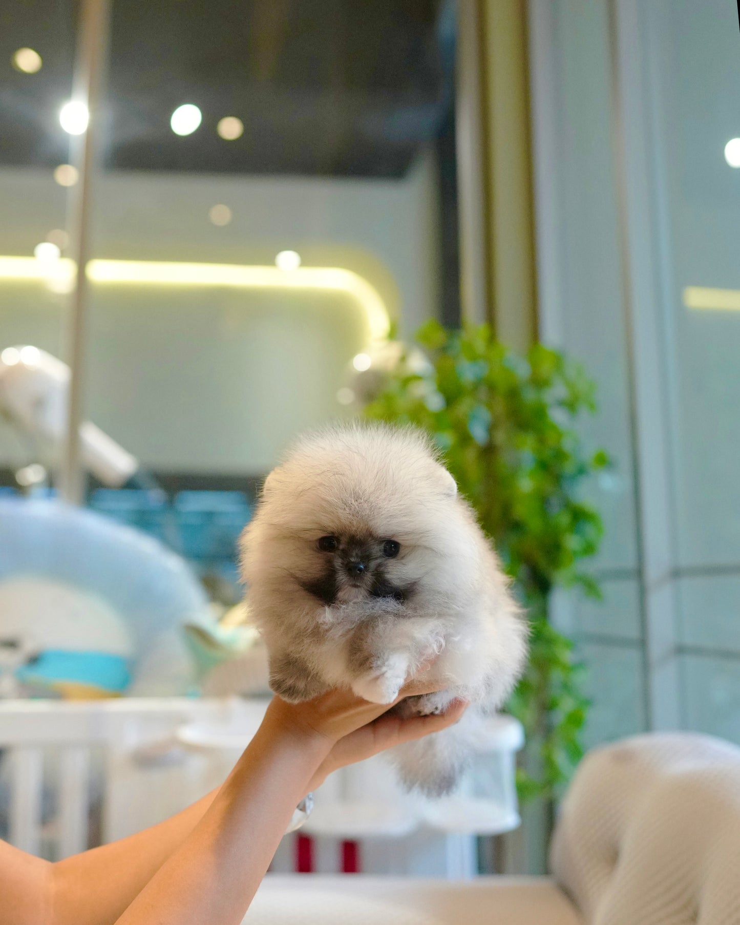Ivan - Pomeranian (Orange Sable)
