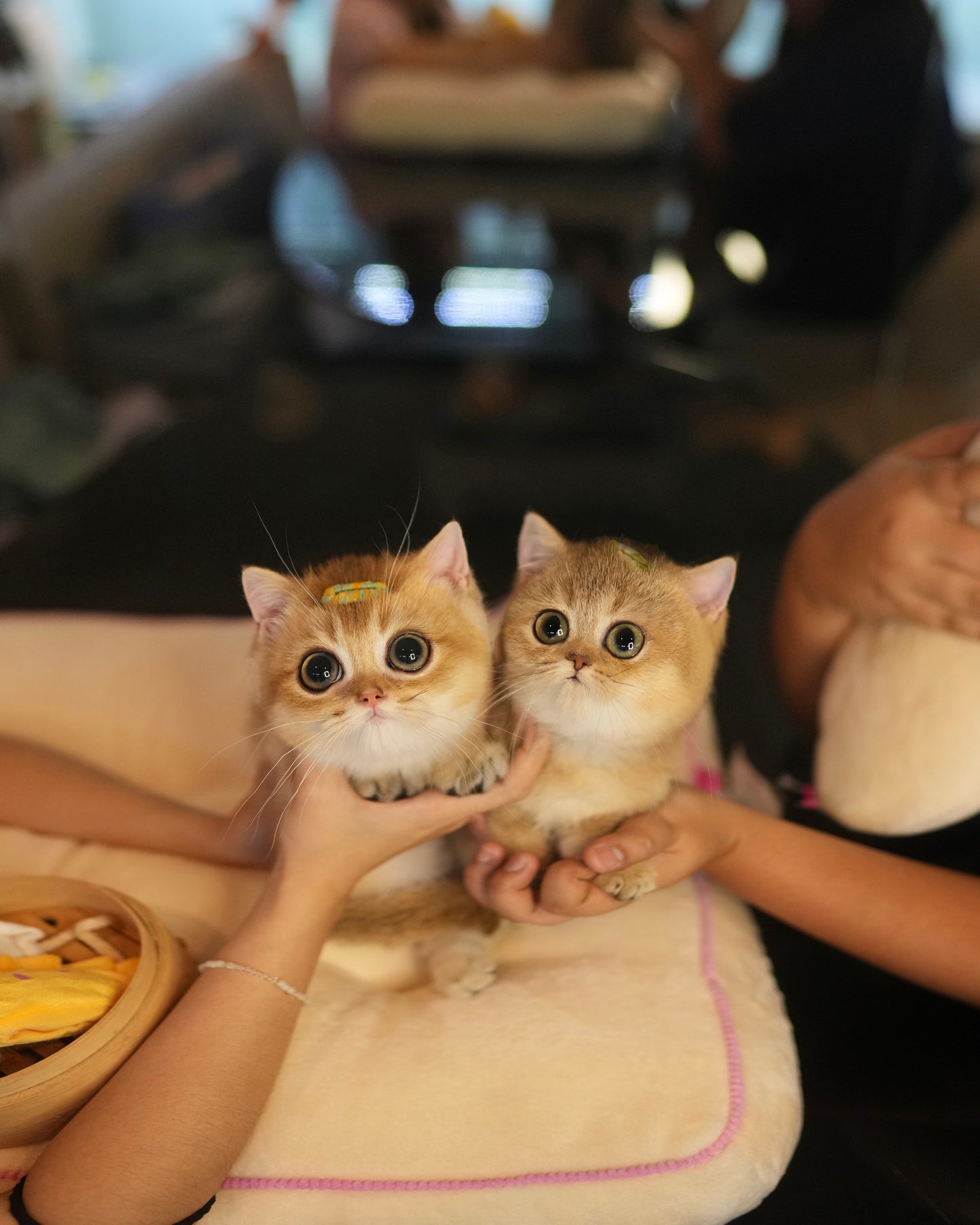 Howell - Munchkin (Gold)
