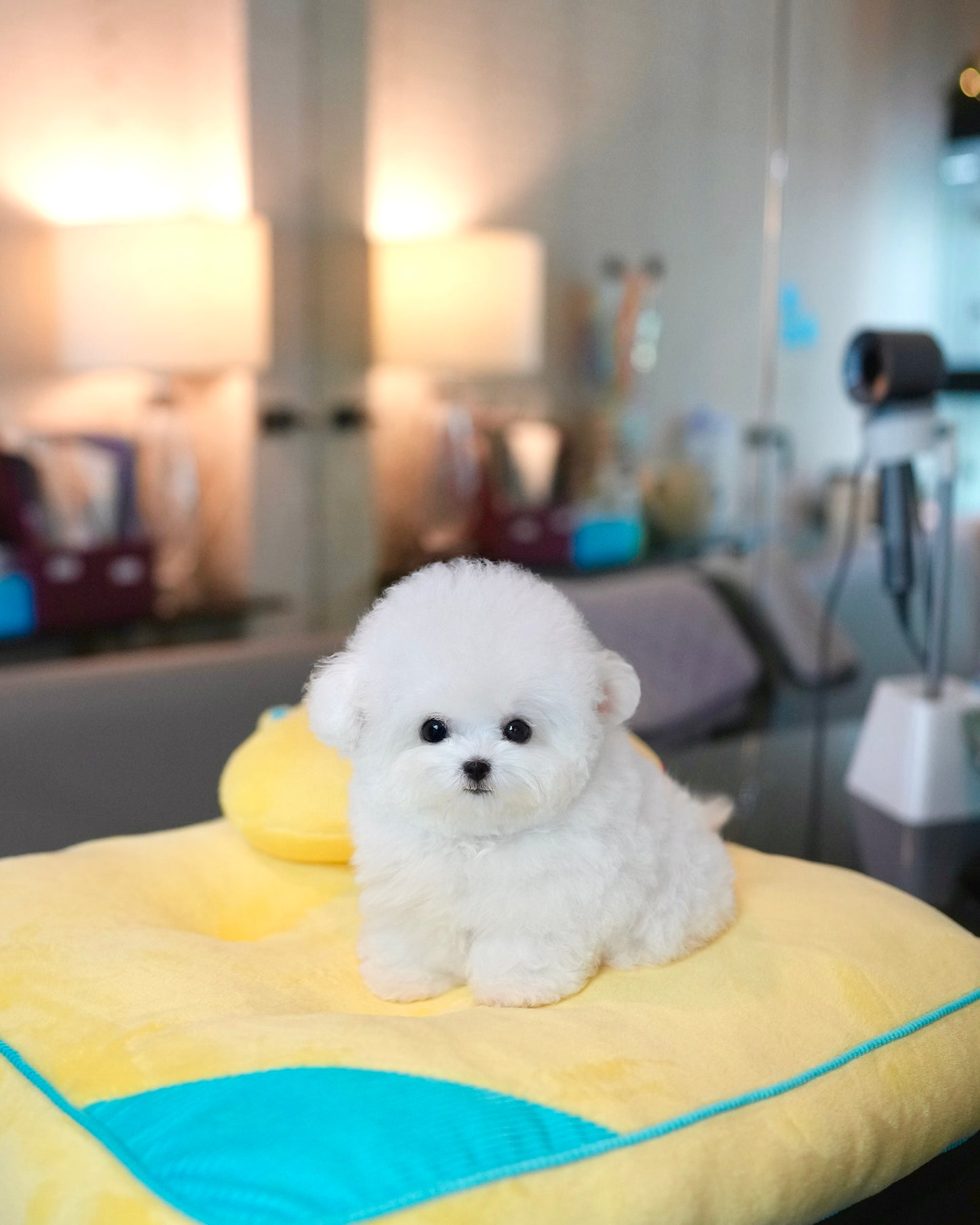 Raven - Mini Bichon (White)