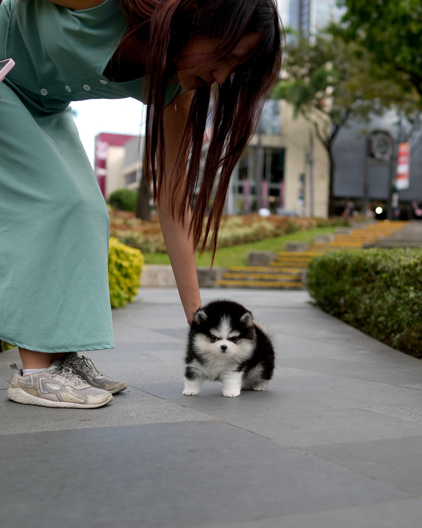 Shiro - Mini Pomsky (Black & White)