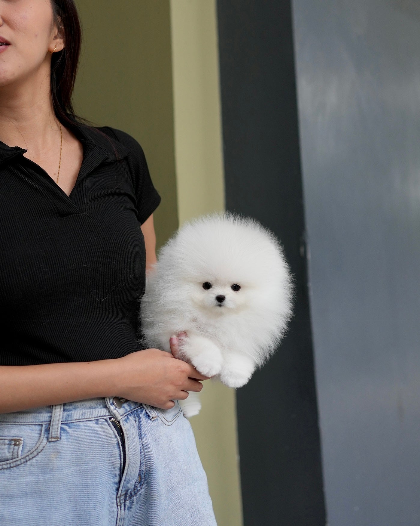 Ica - Pomeranian (White)