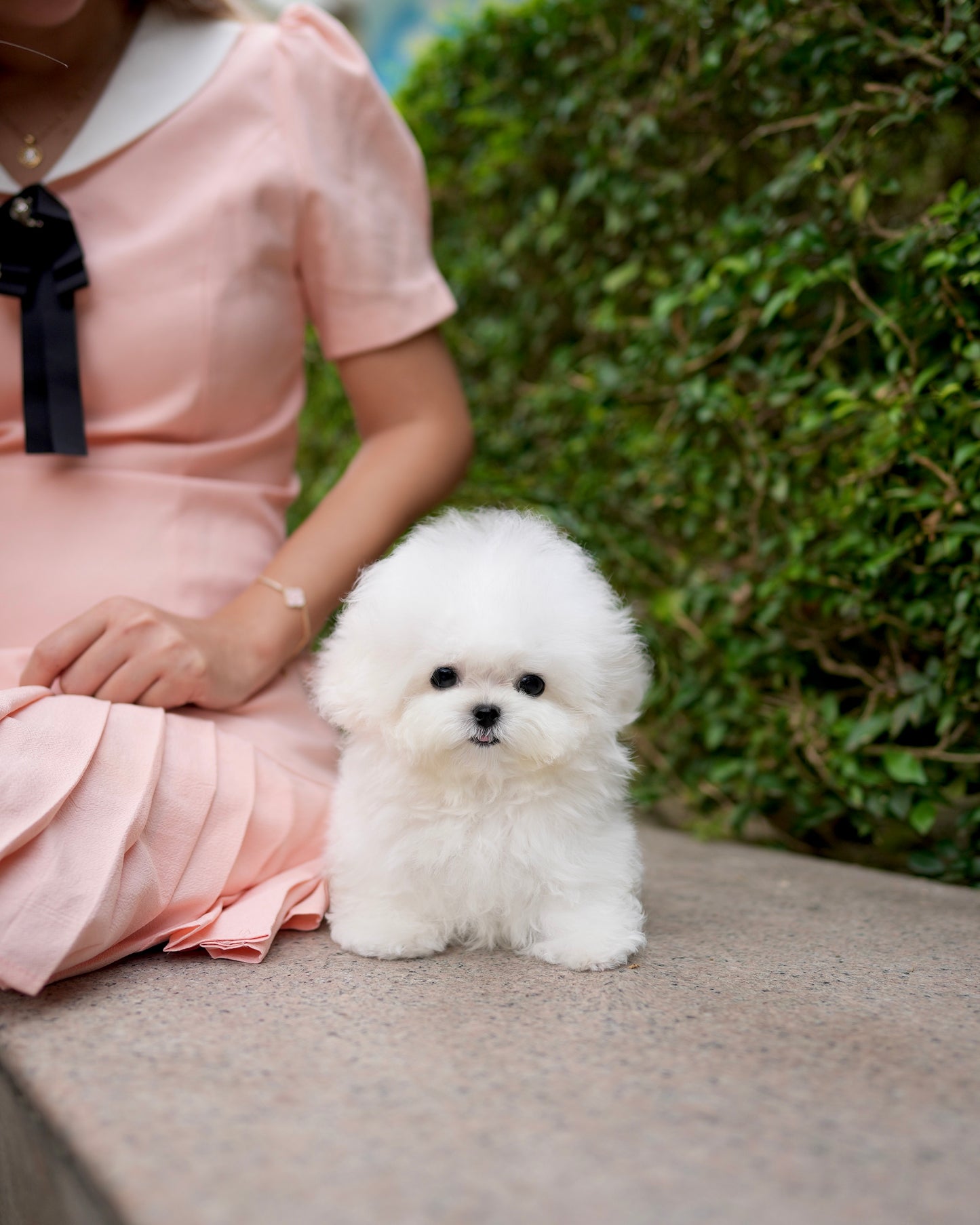 Clark - Mini Bichon (White)
