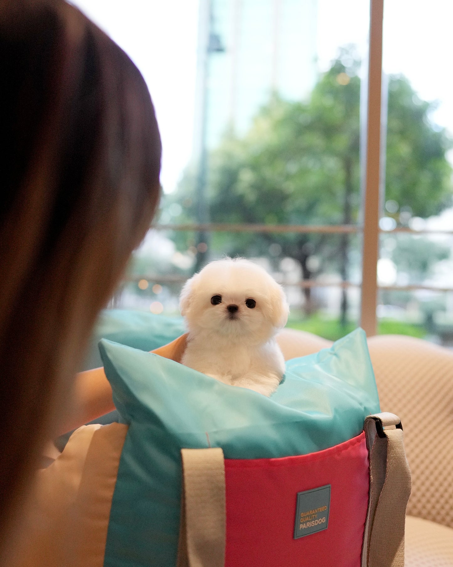 Zoey - Maltese (White)