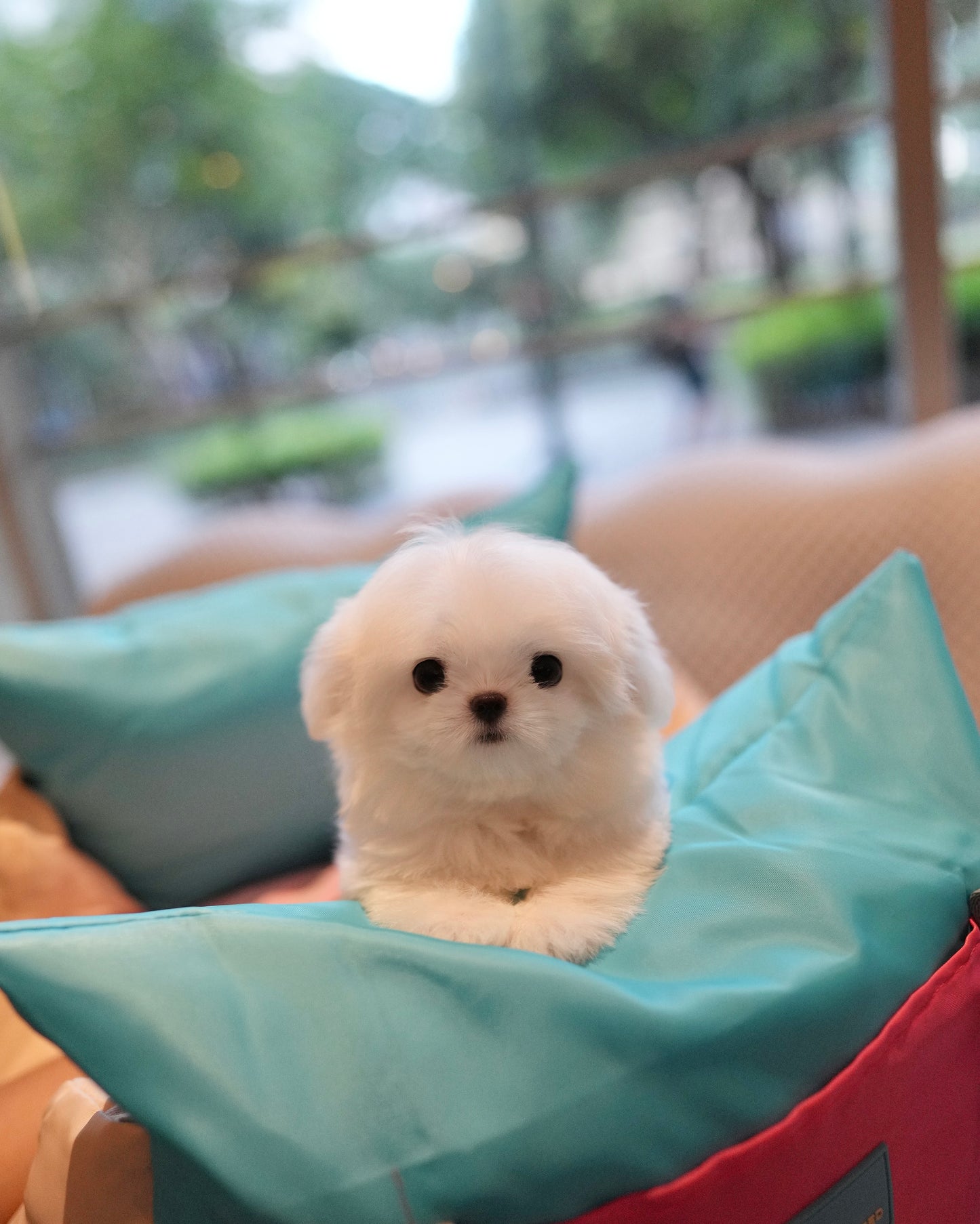 Zoey - Maltese (White)
