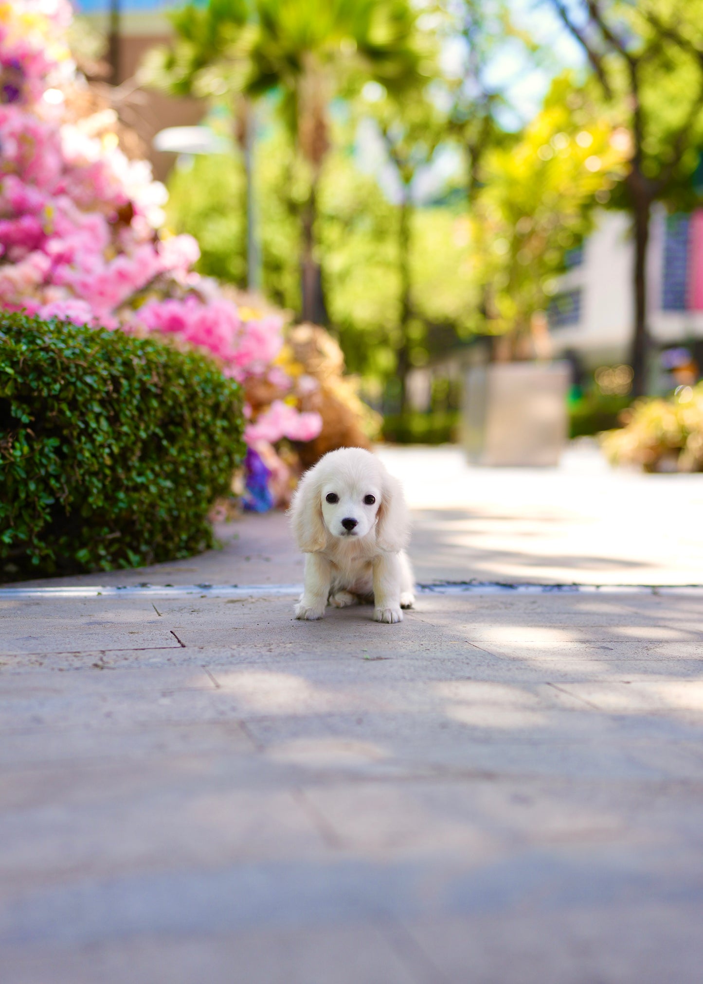 Riva - Long Haired Dachshund (Cream)
