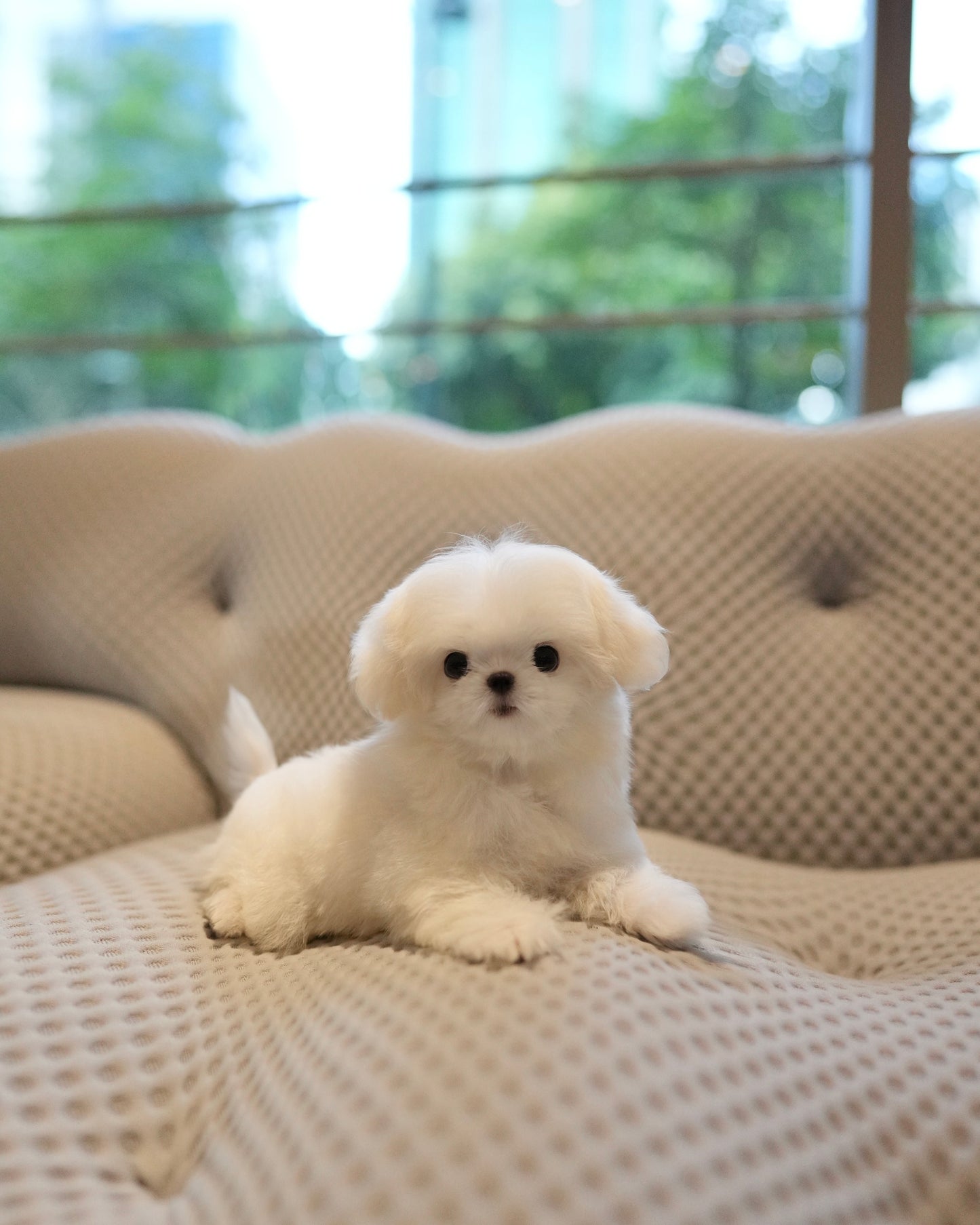Zoey - Maltese (White)