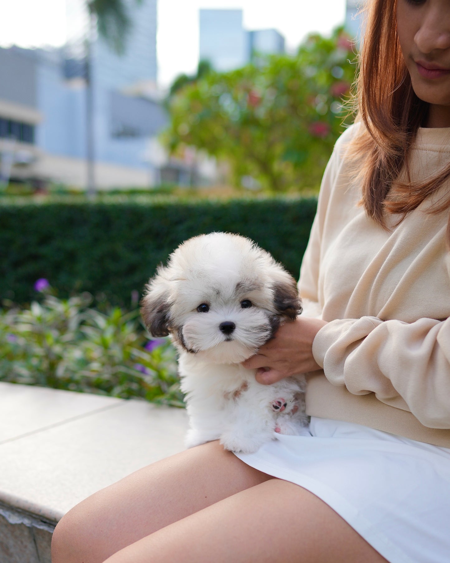 Gyu - Coton de Tulear (Parti)