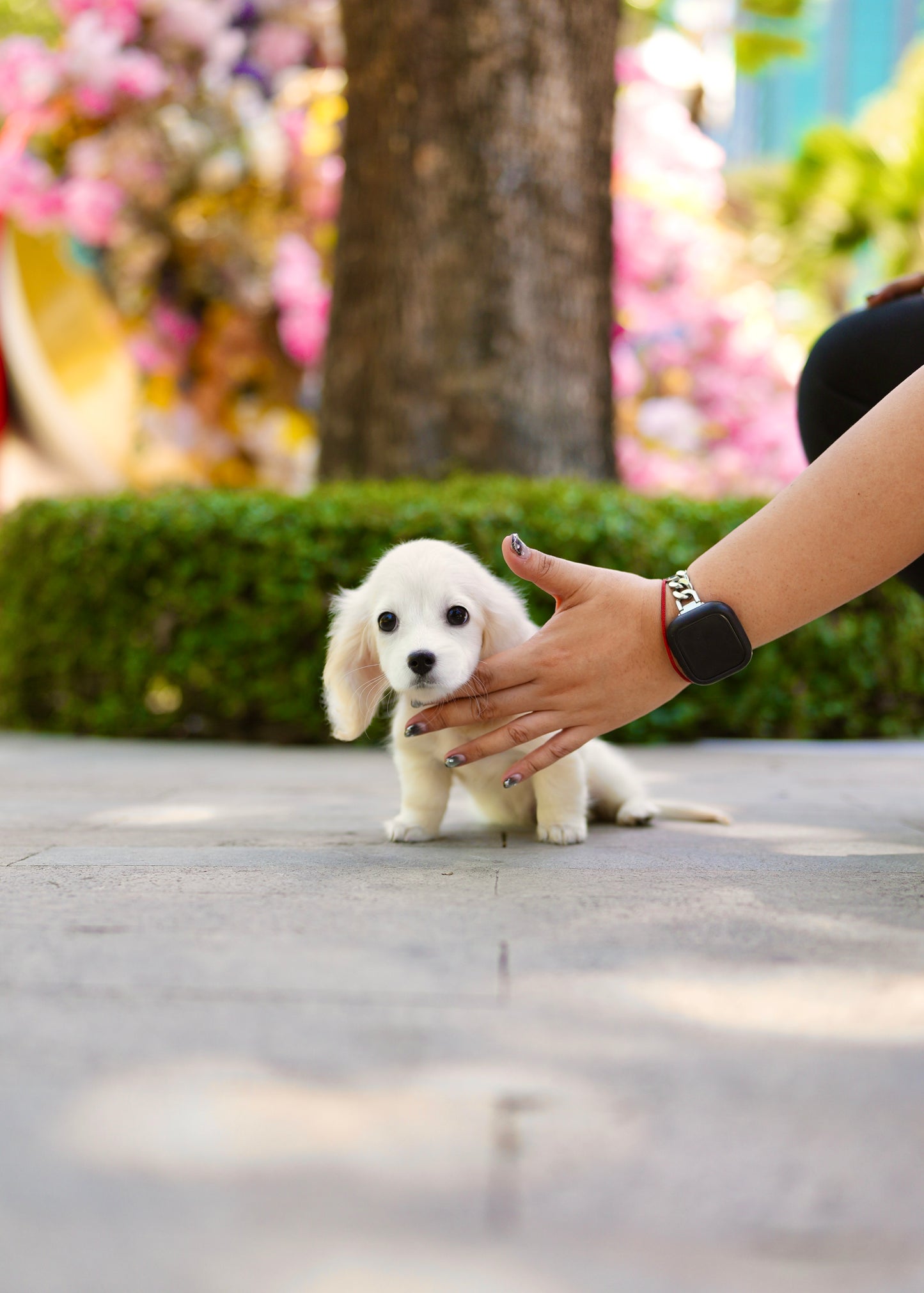 Riva - Long Haired Dachshund (Cream)