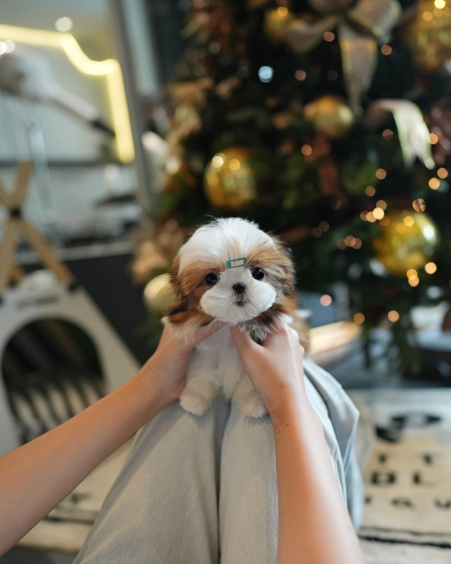 Honey - Mini Shih Tzu (Brown & White)