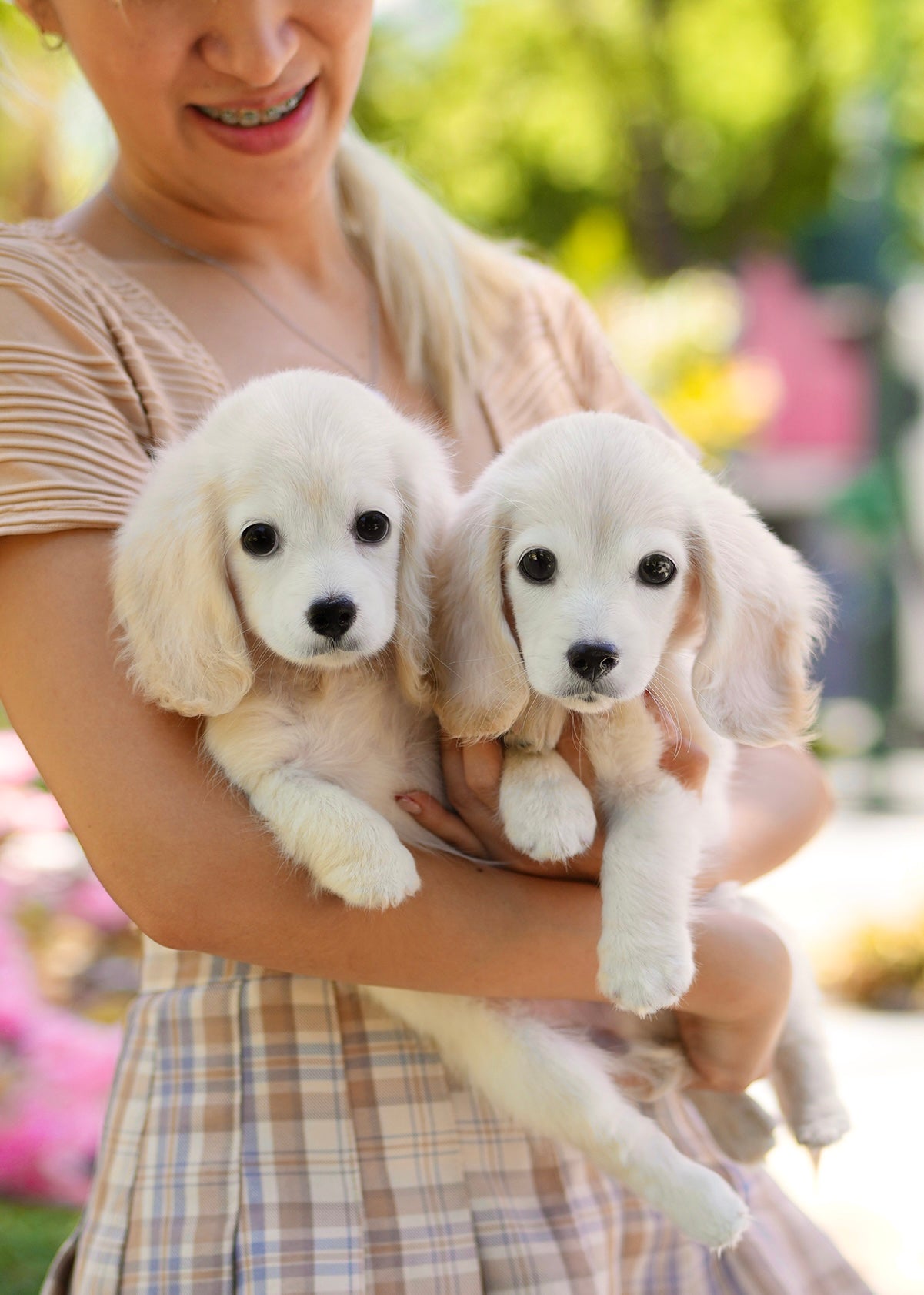 Riva - Long Haired Dachshund (Cream)