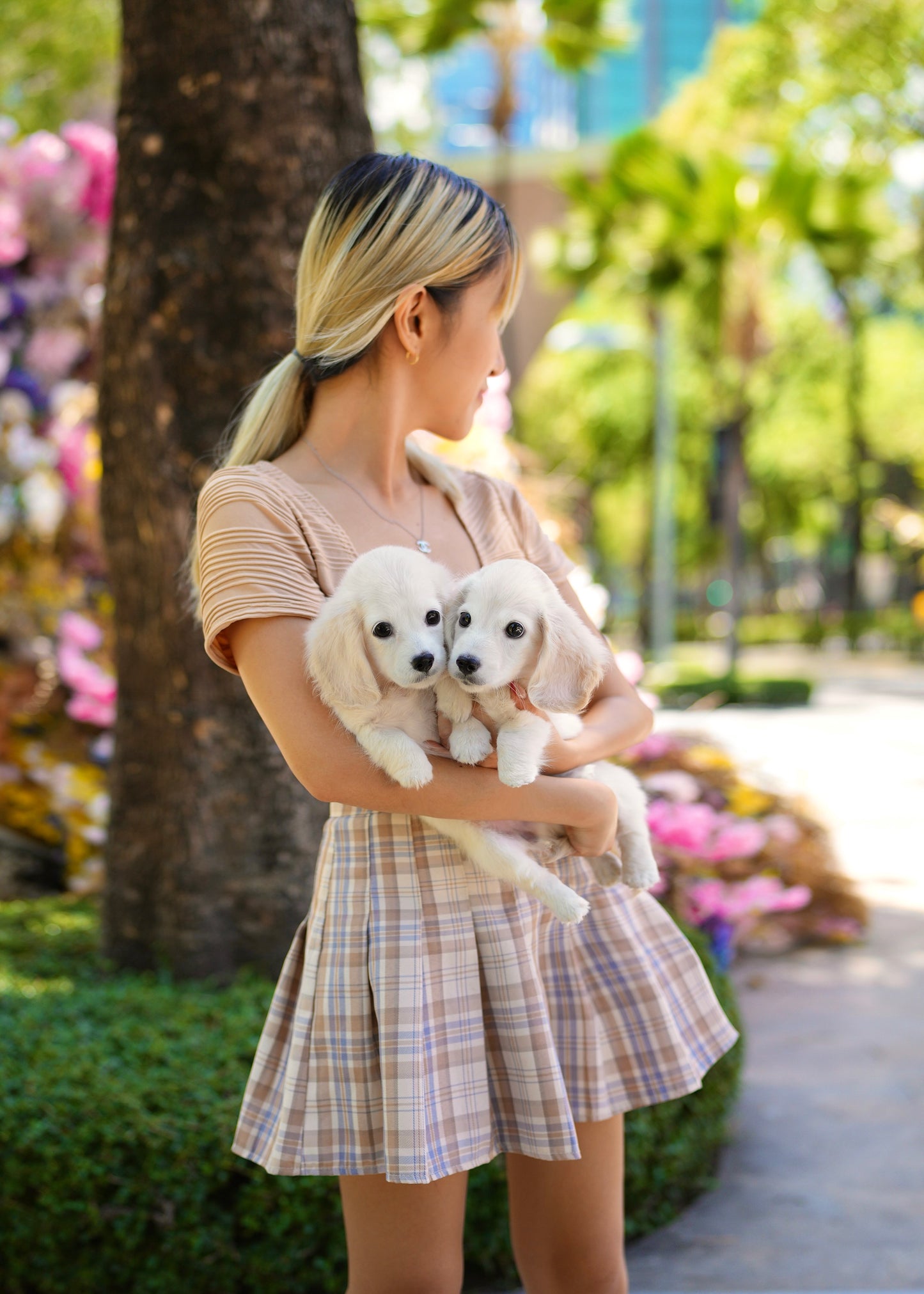 Riva - Long Haired Dachshund (Cream)