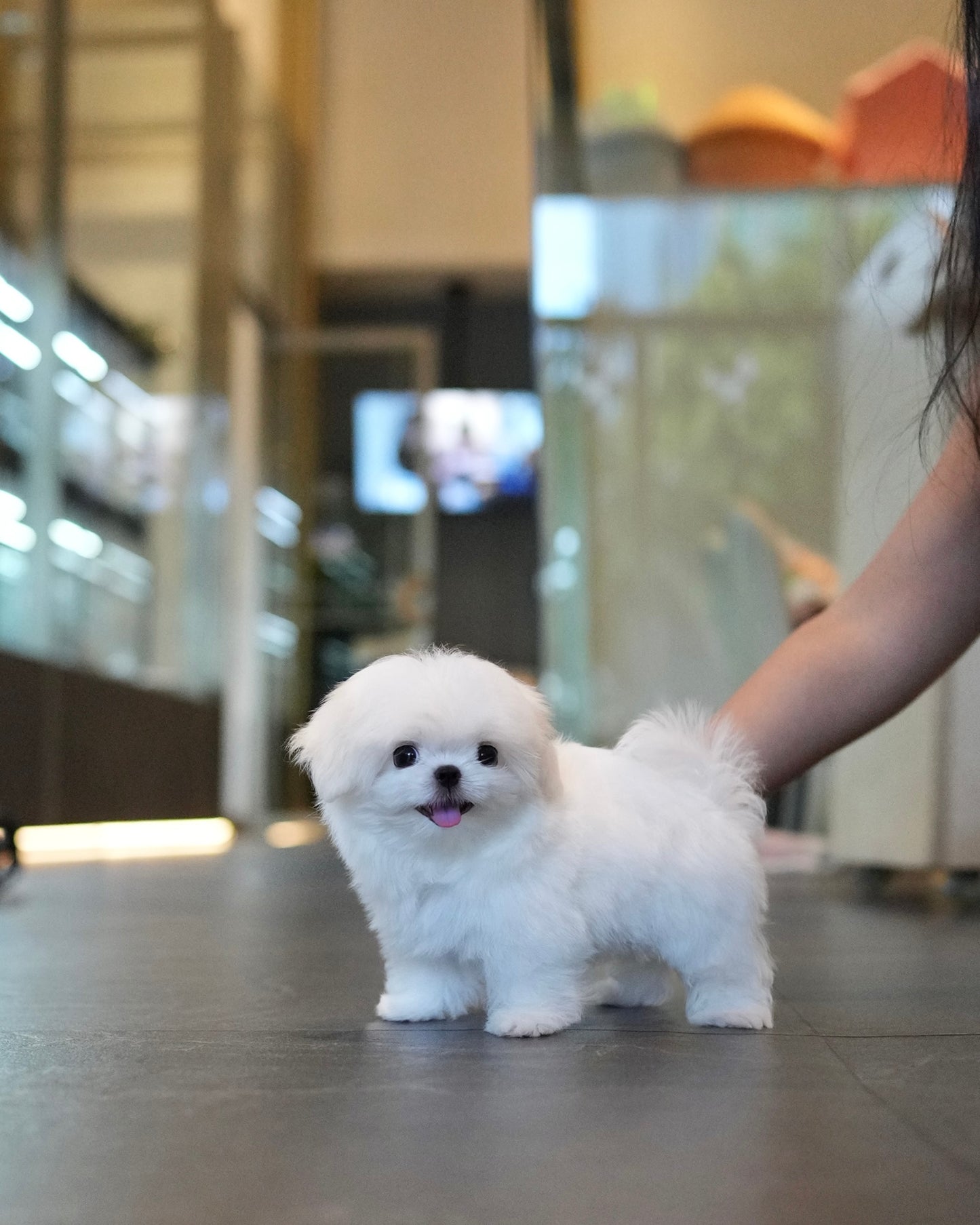 Zoey - Maltese (White)