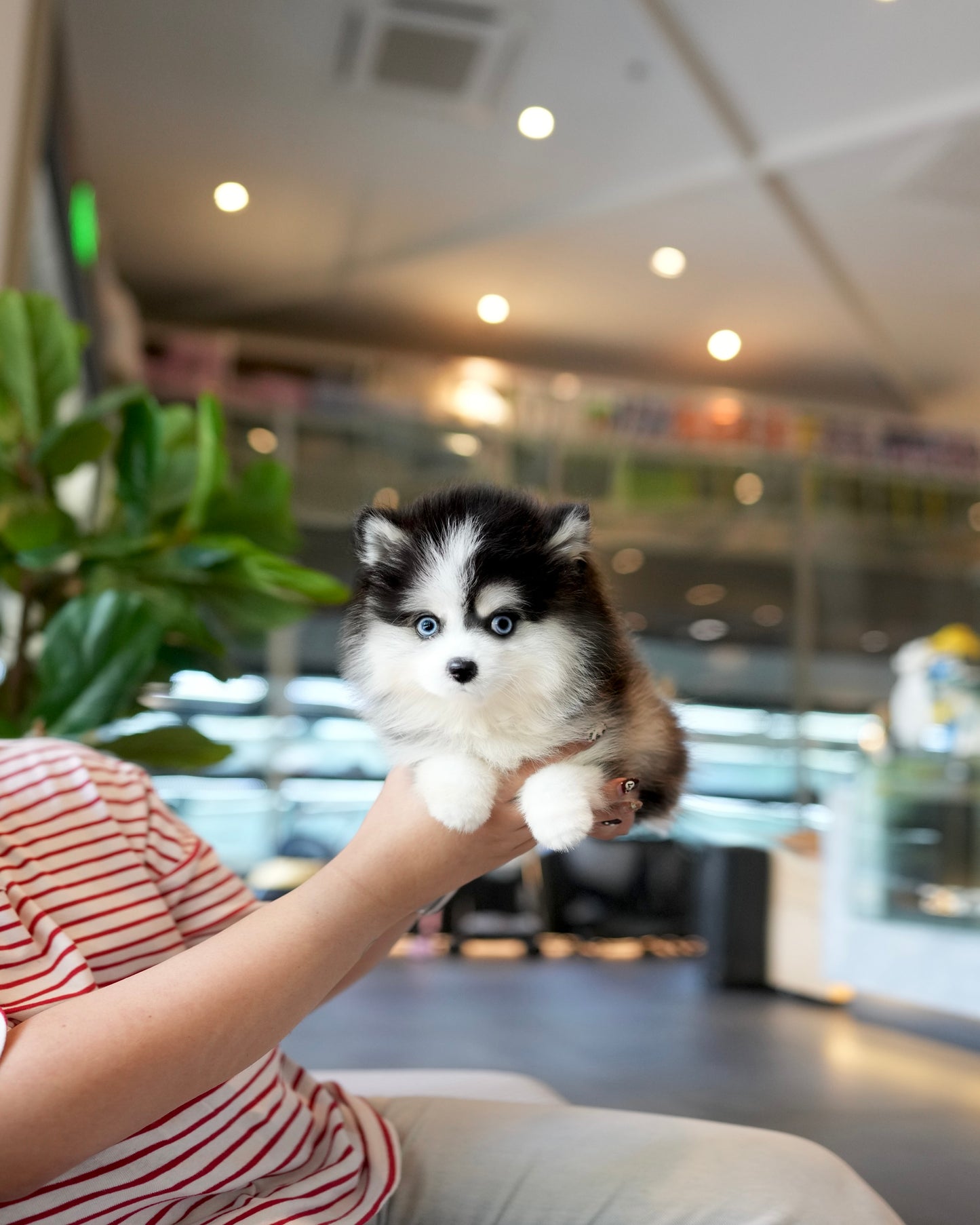 Waffles - Mini Pomsky (Black & White)