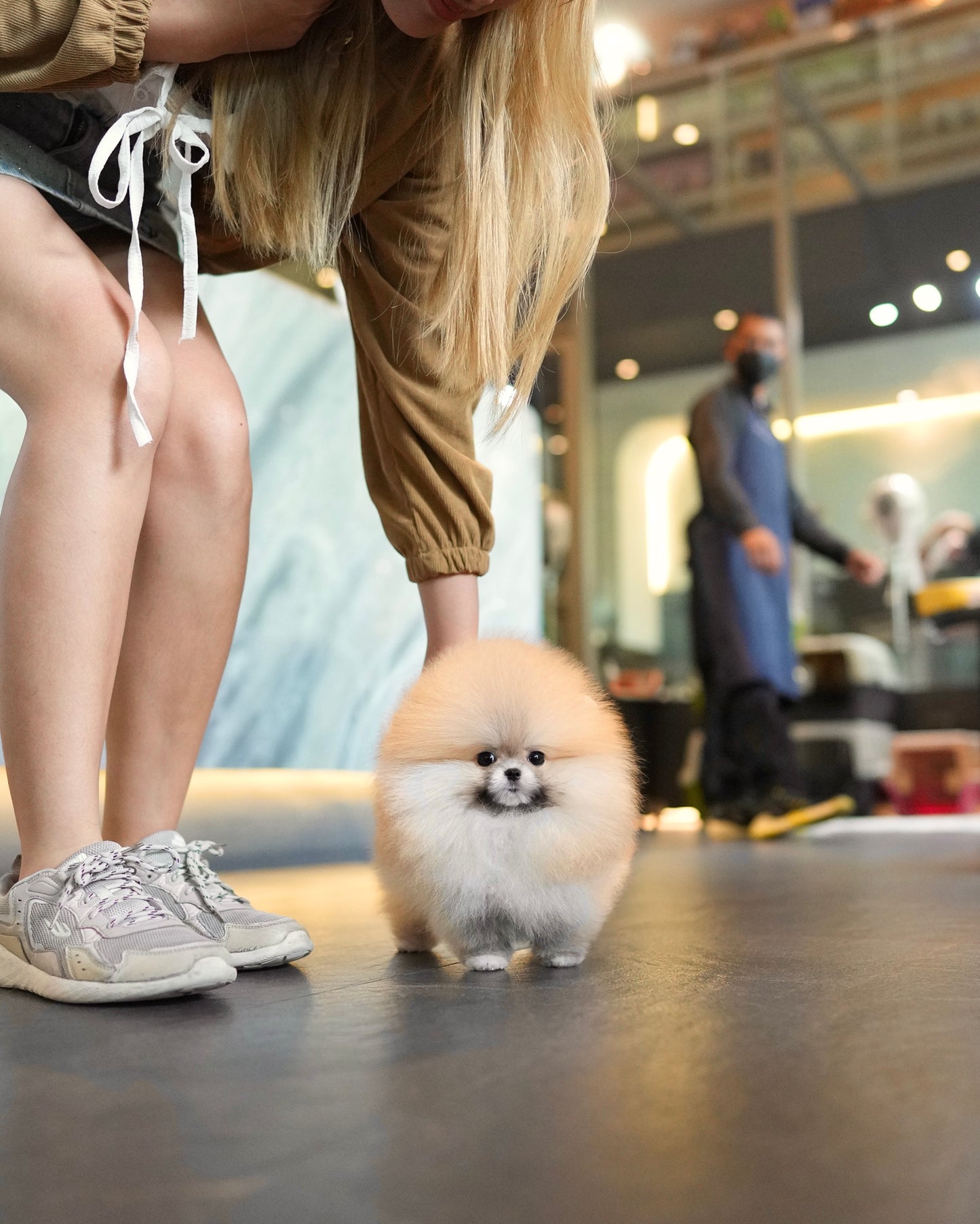 Butter - Pomeranian (Orange)