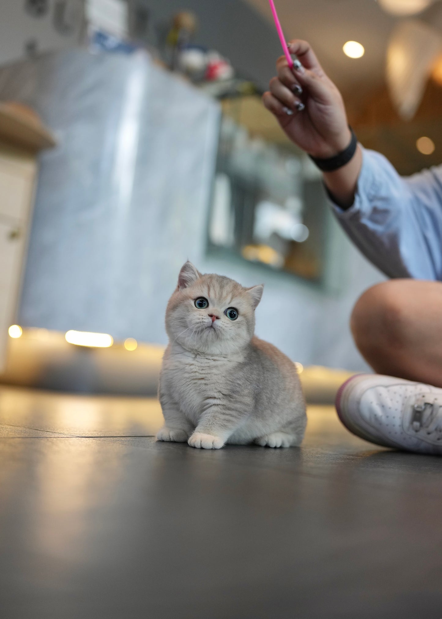 Anya - Munchkin (Silver)