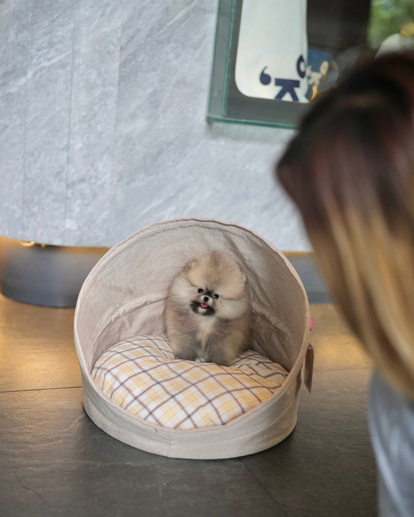 Hazel - Pomeranian (Sable)
