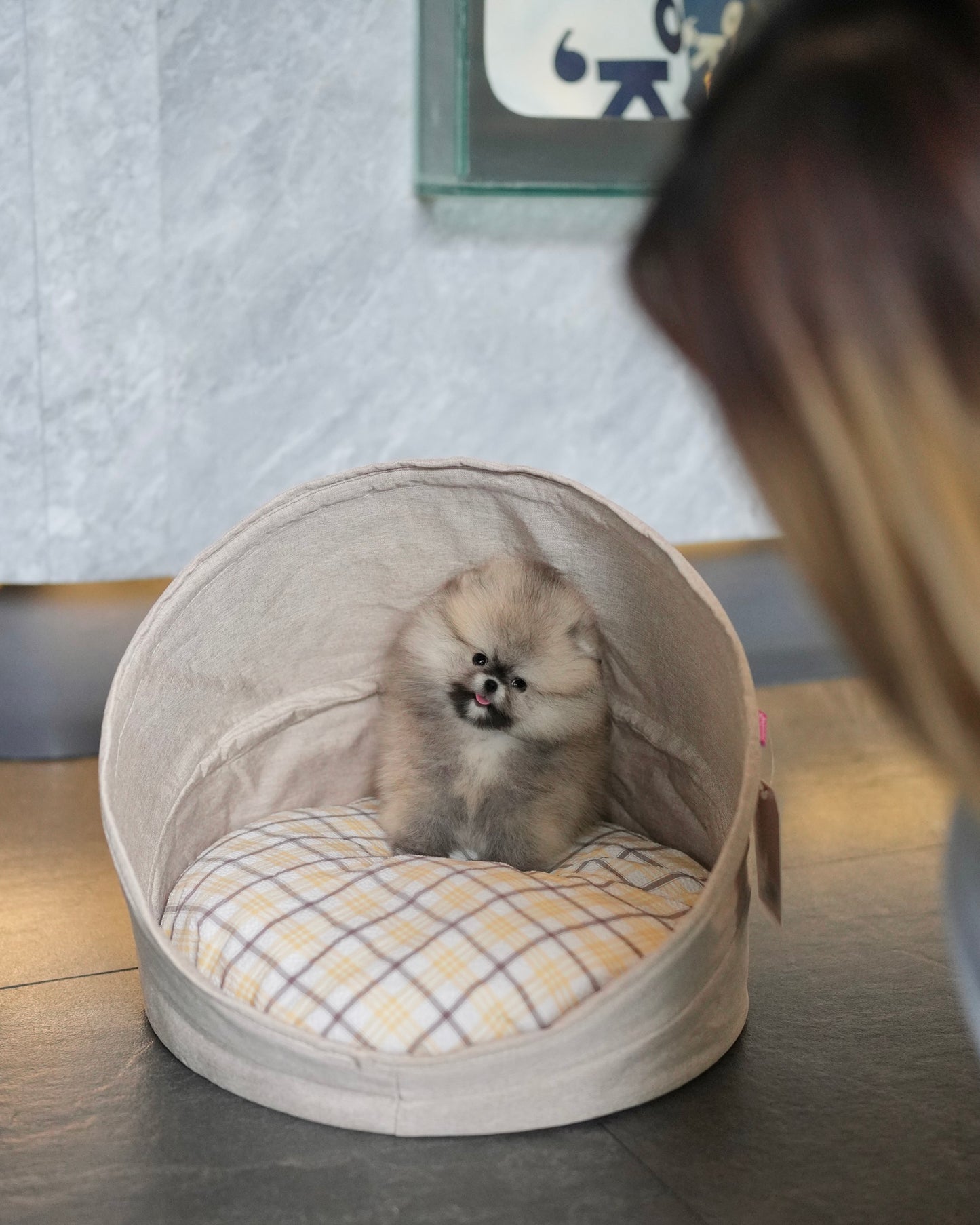 Hazel - Pomeranian (Sable)