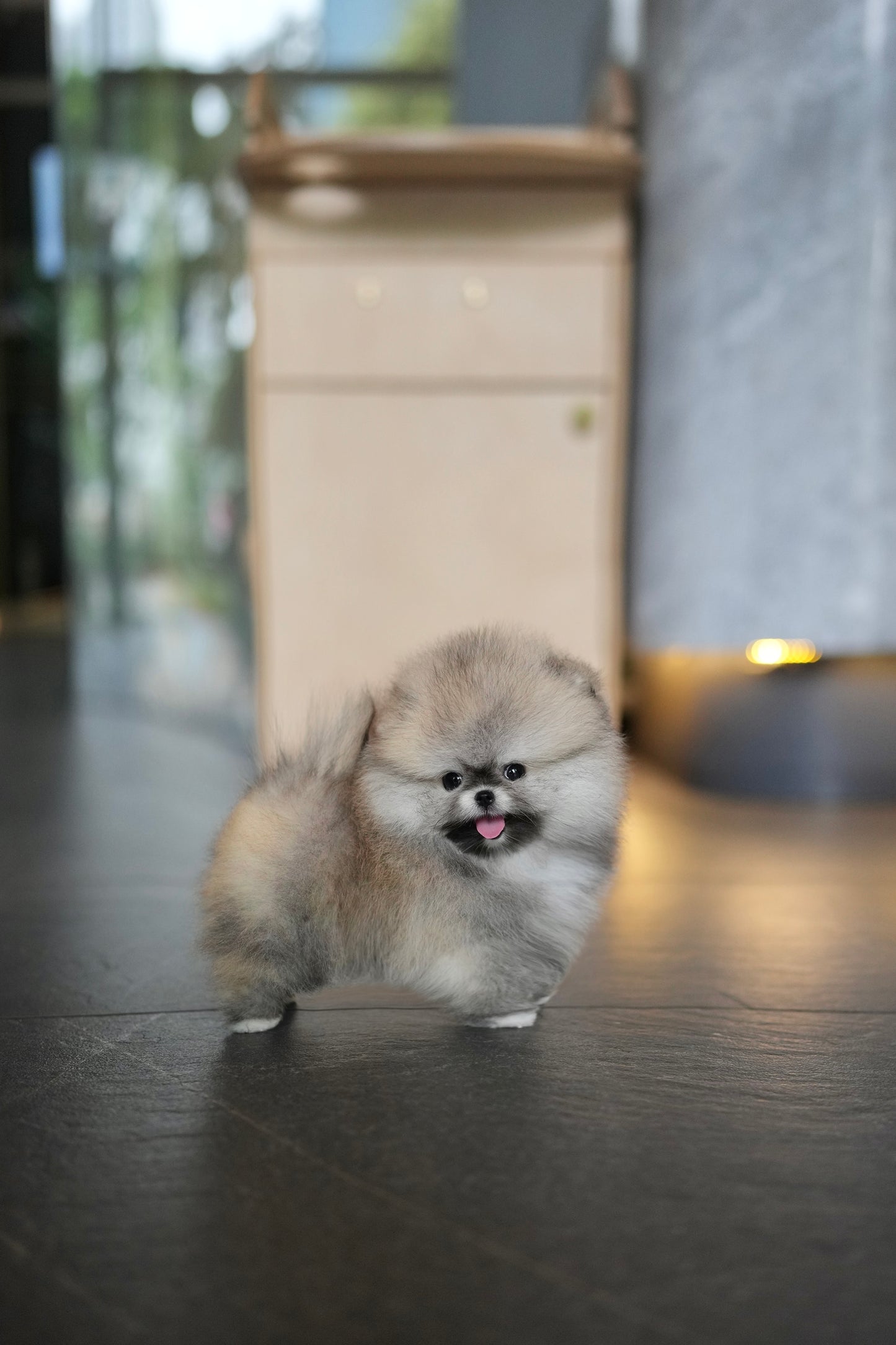 Hazel - Pomeranian (Sable)