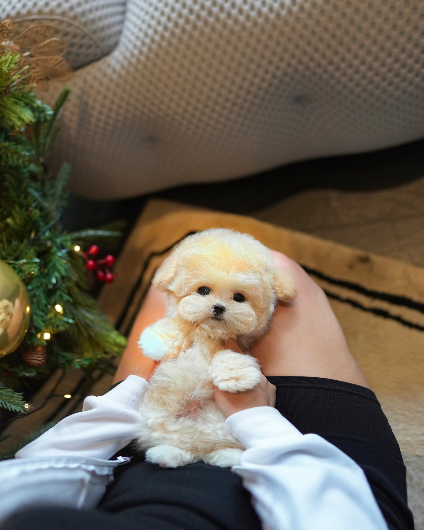 Chewy - Maltipoo (Cream)