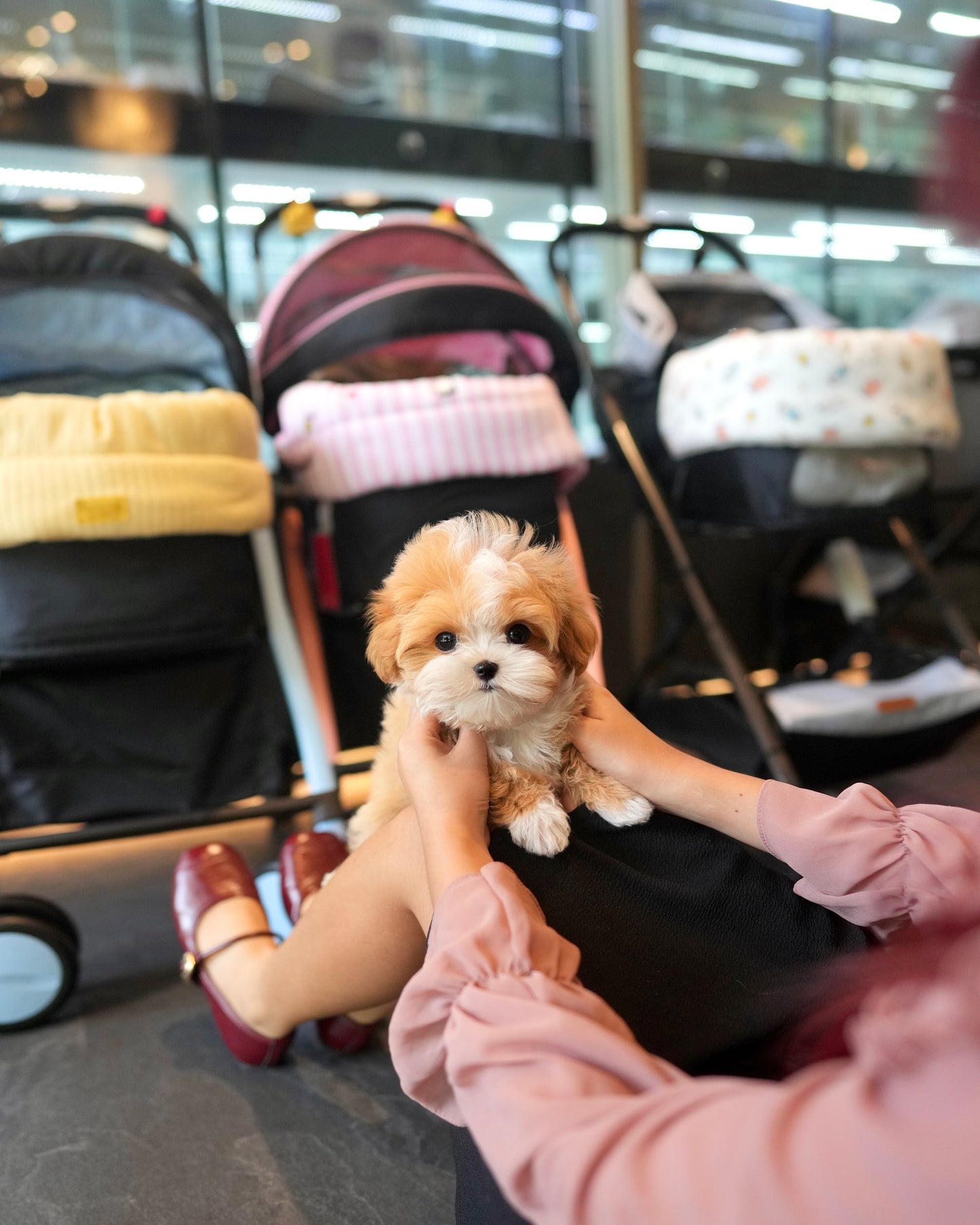 Rocky - Maltipoo (Brown & White)