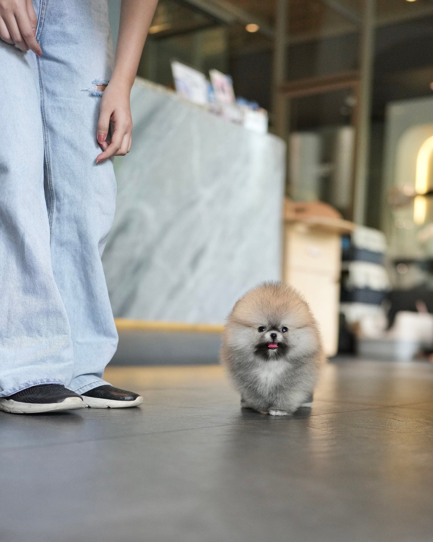 Hazel - Pomeranian (Sable)