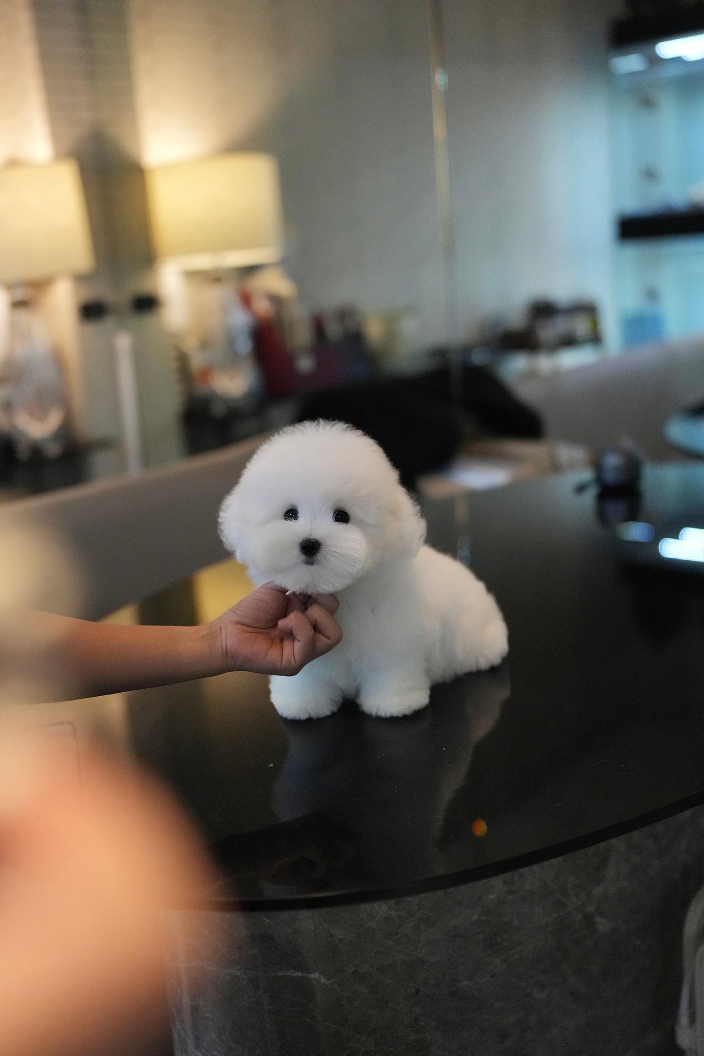 Conrad - Coton de Tulear (White)