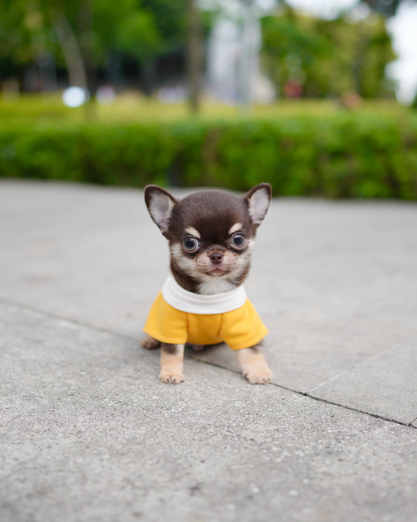 Raven - Teacup Chihuahua (Choco Tan)