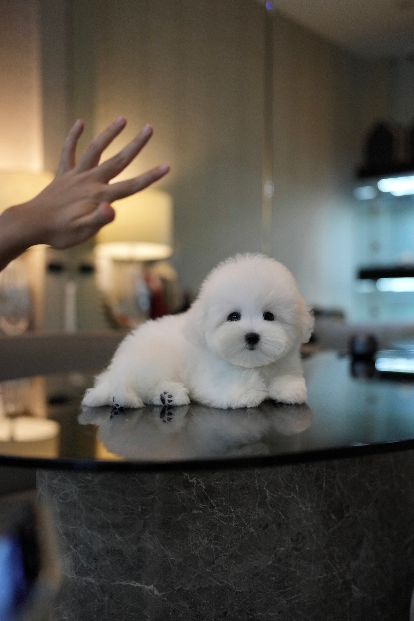 Conrad - Coton de Tulear (White)