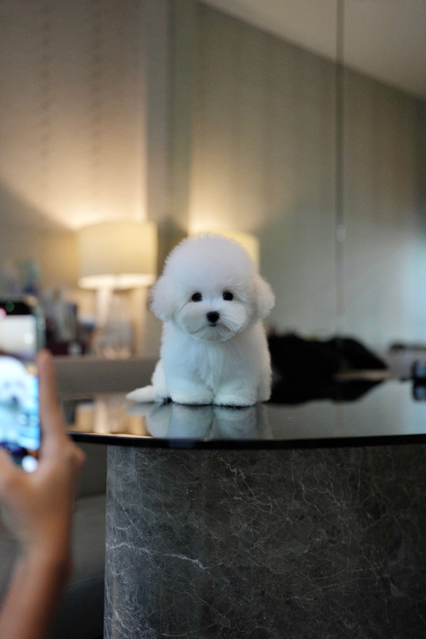 Conrad - Coton de Tulear (White)