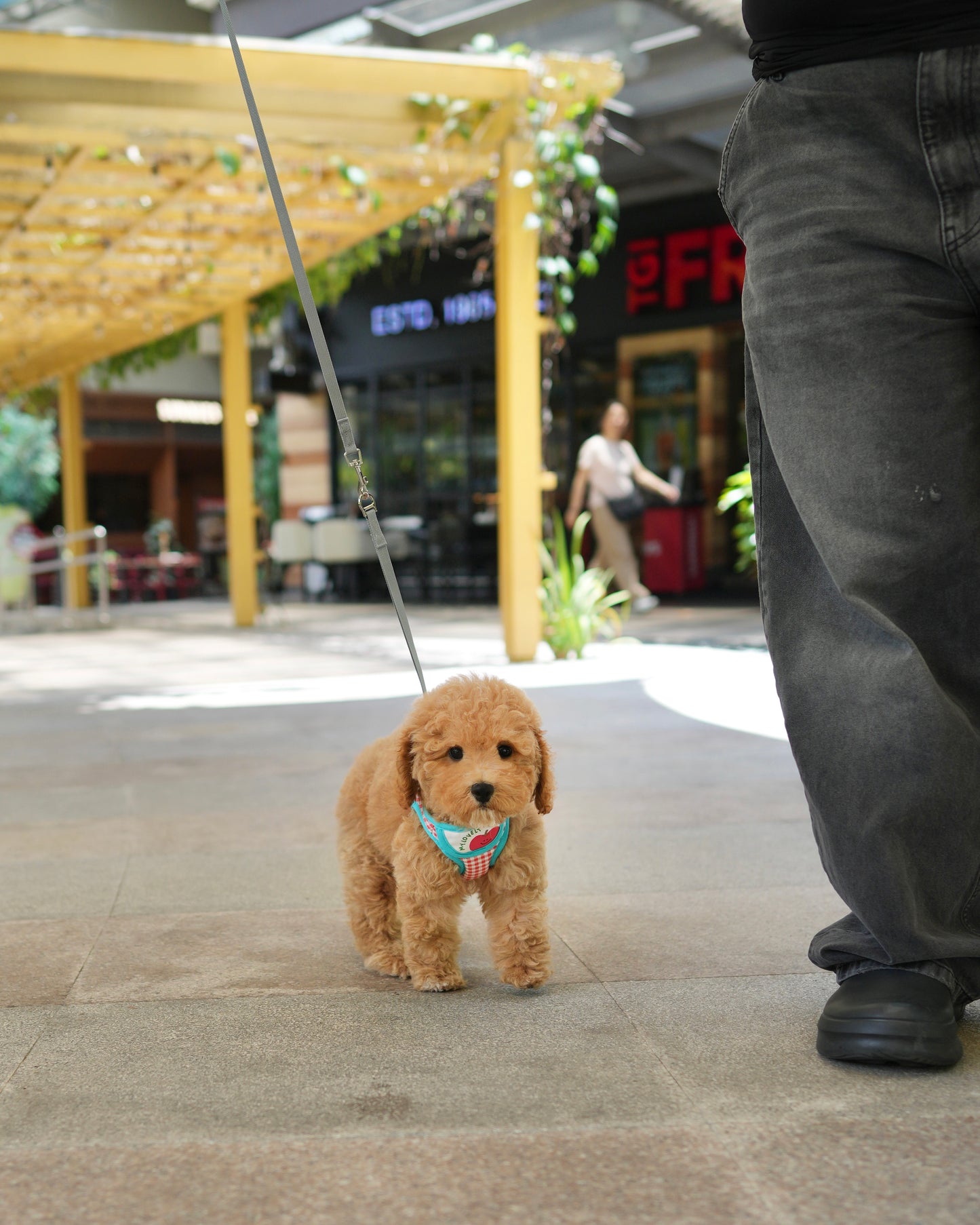 Nuggets - Mini Golden Doodle (Brown)