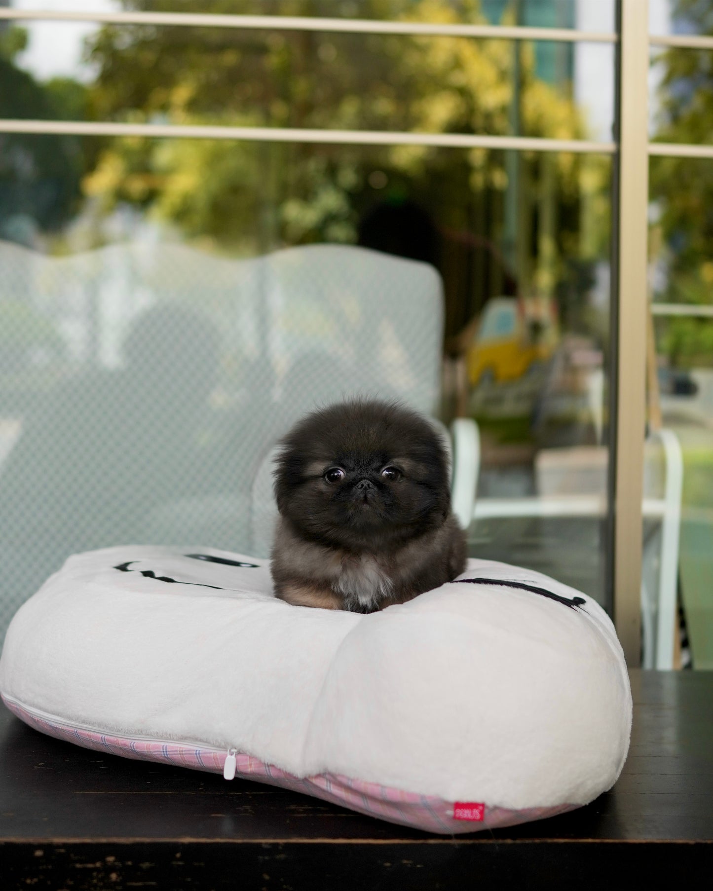 Felix - Long Coat Pekingese (Sable)